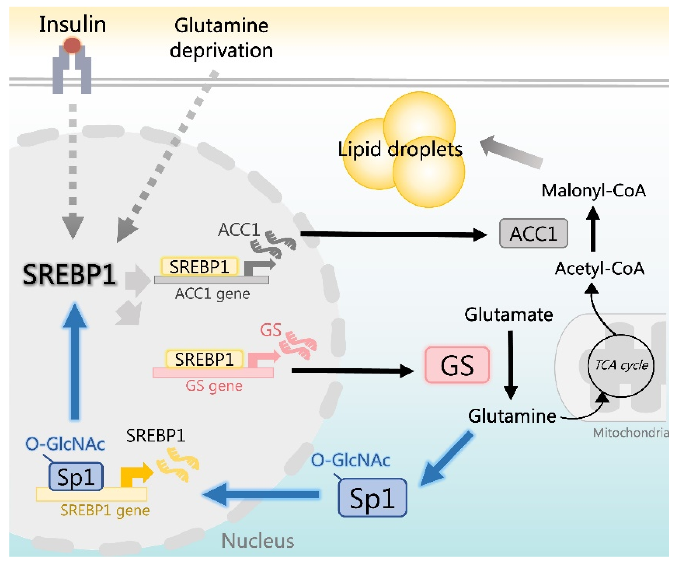Ijms 22 09814 g007 Ijms 22 09814 g007