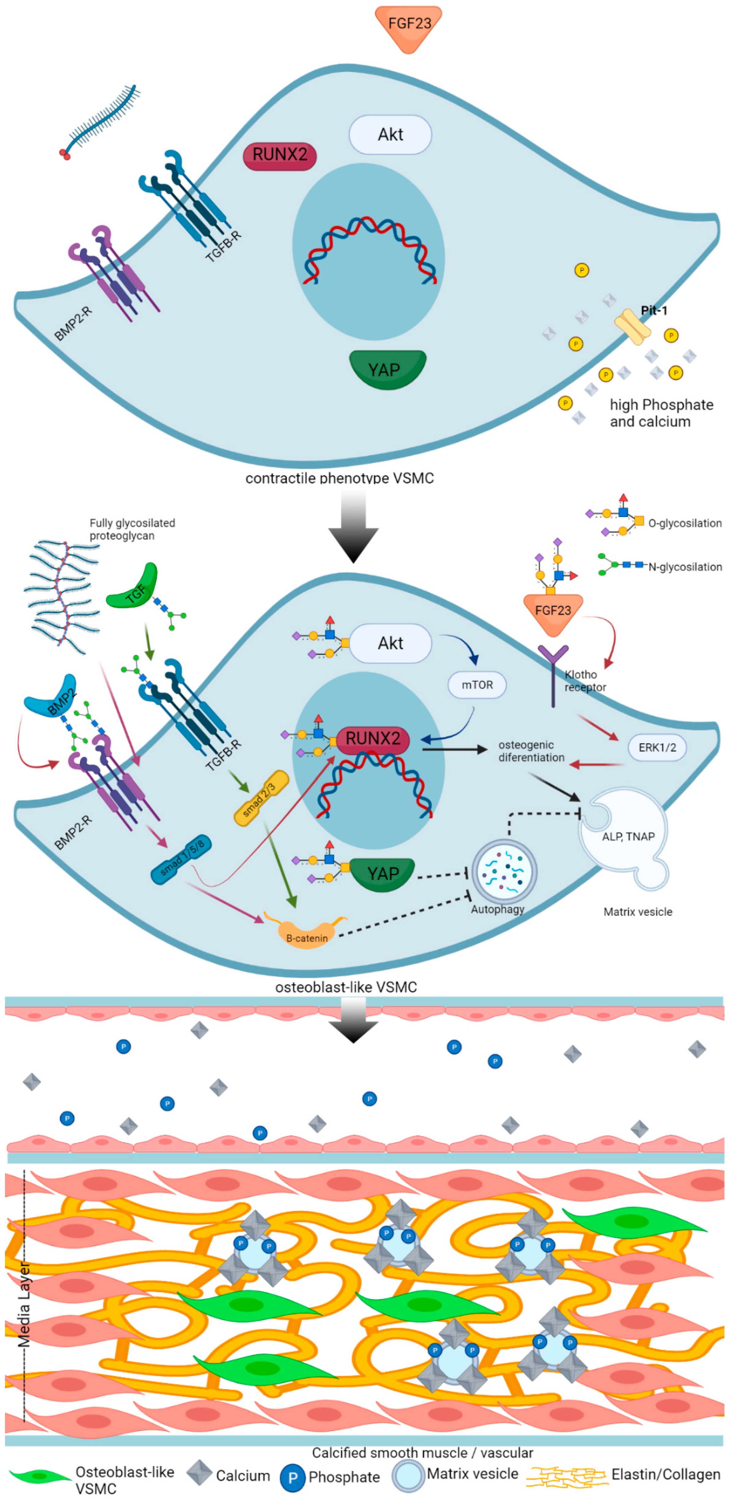 Ijms 22 09829 g001 Ijms 22 09829 g001