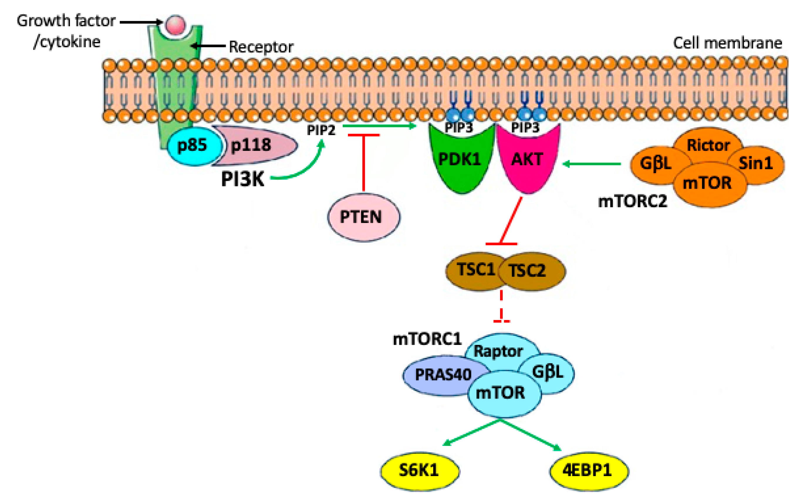 IJMS | Free Full-Text | PI3K/PTEN/AKT Signaling Pathways in Germ Cell  Development and Their Involvement in Germ Cell Tumors and Ovarian  Dysfunctions | HTML