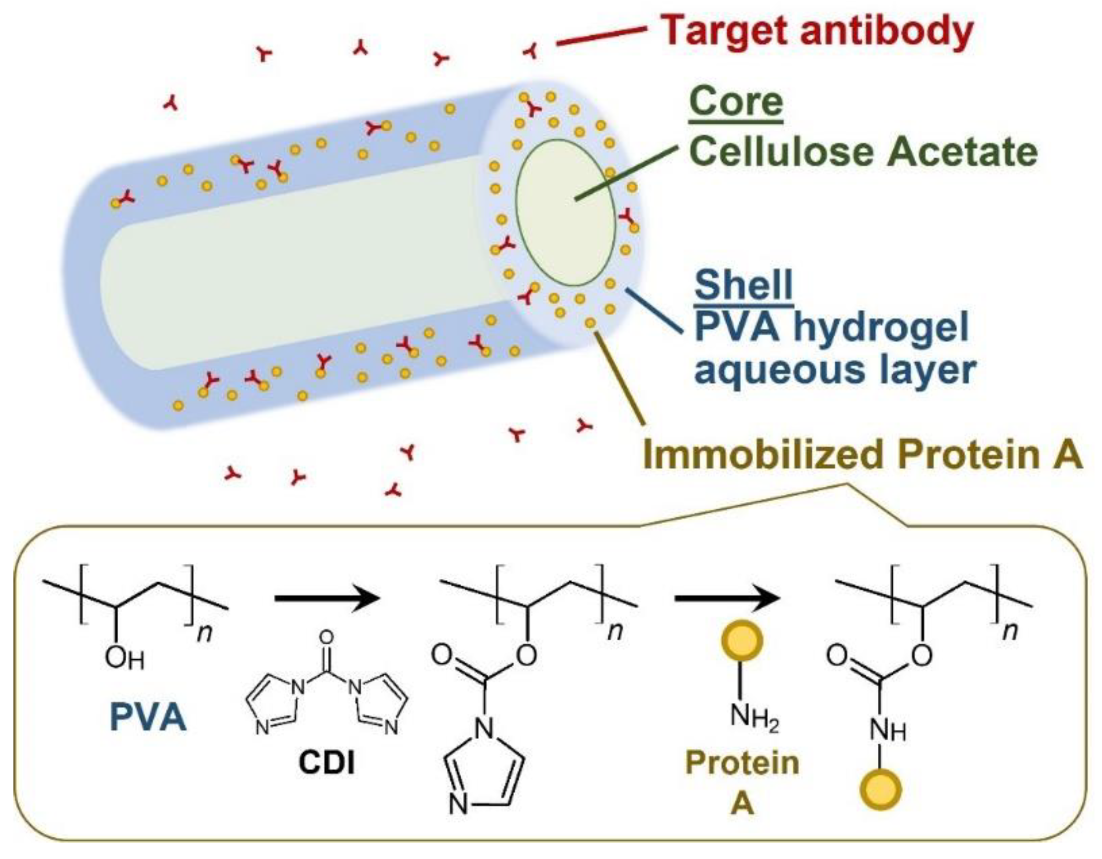 Ijms 22 09857 sch001