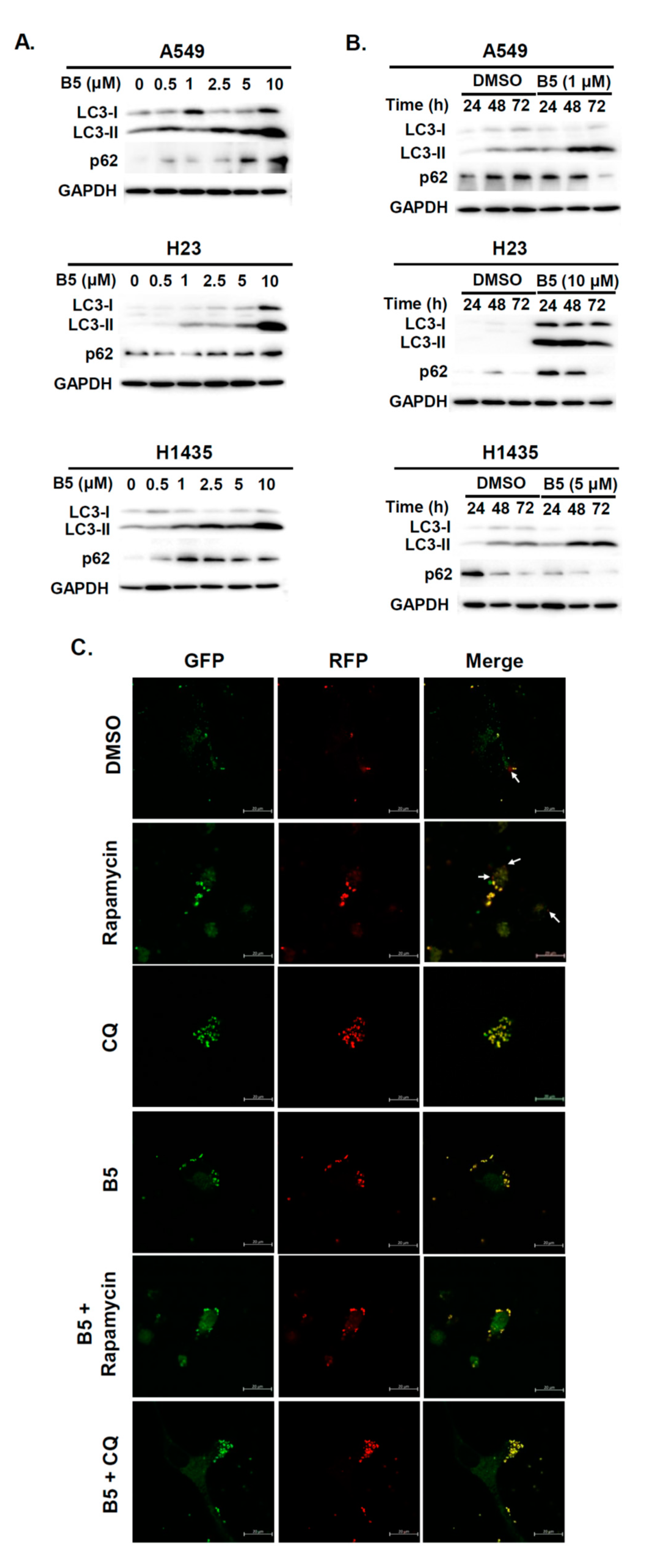 Ijms 22 09864 g006 Ijms 22 09864 g006