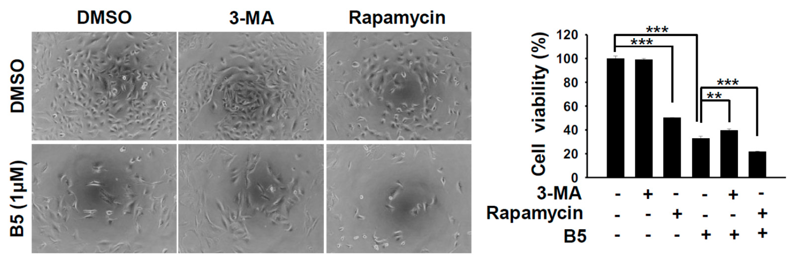 Ijms 22 09864 g007 Ijms 22 09864 g007