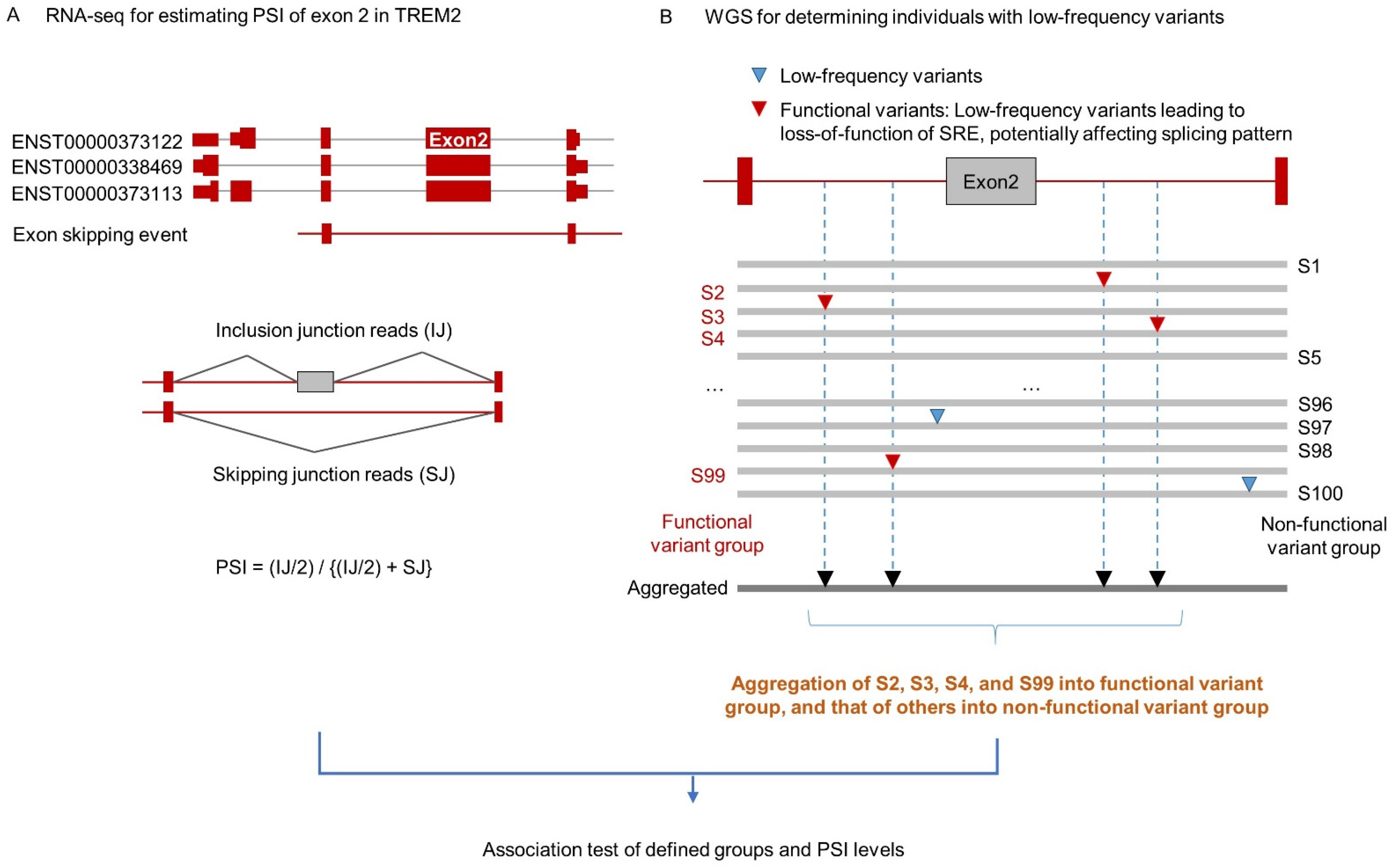 IJMS Free Full Text Alternative Splicing Regulation of Low