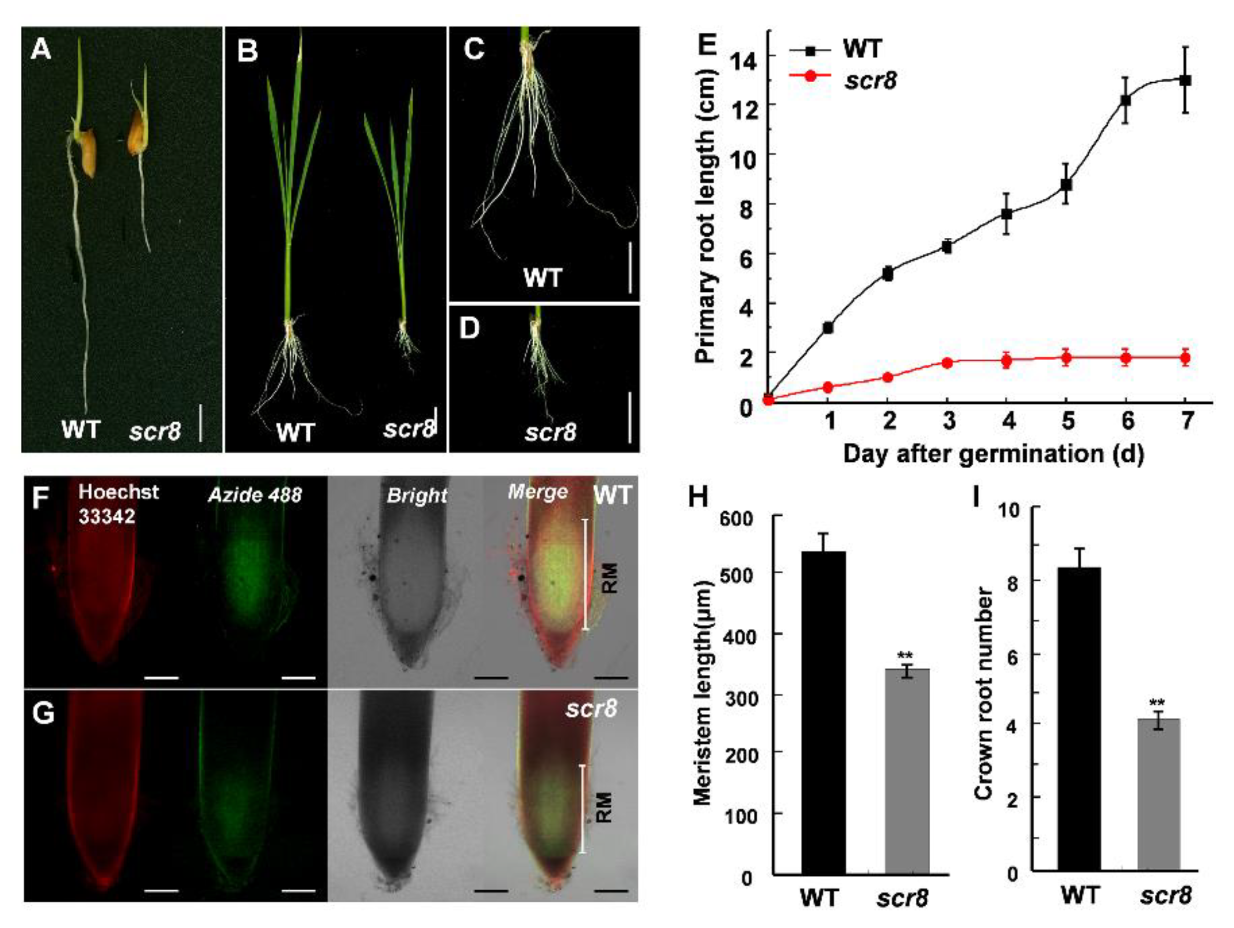 Ijms Free Full Text Identification And Characterization Of Short Crown Root 8 A Temperature Sensitive Mutant Associated With Crown Root Development In Rice Html