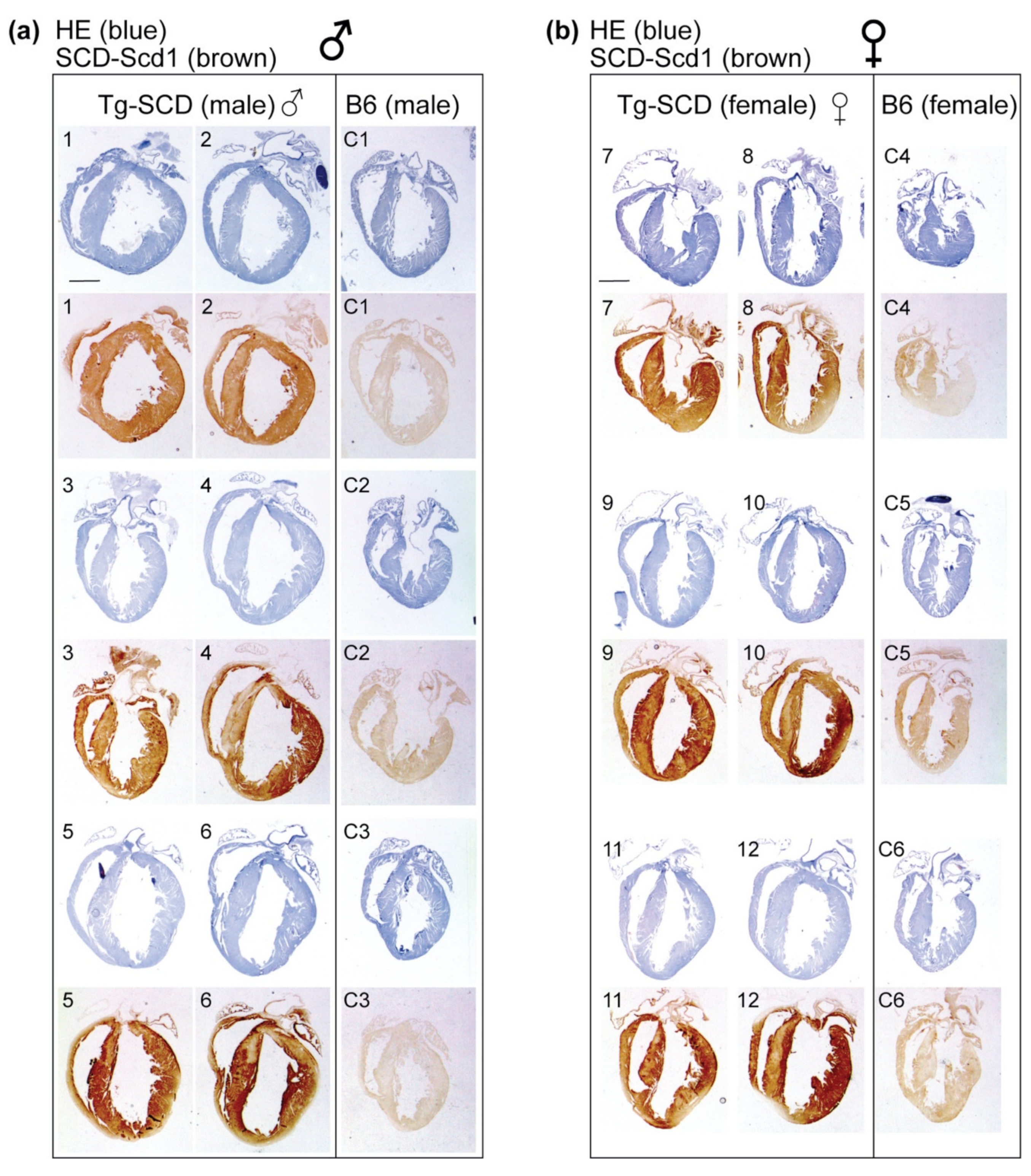 Ijms 22 09883 g005 Ijms 22 09883 g005