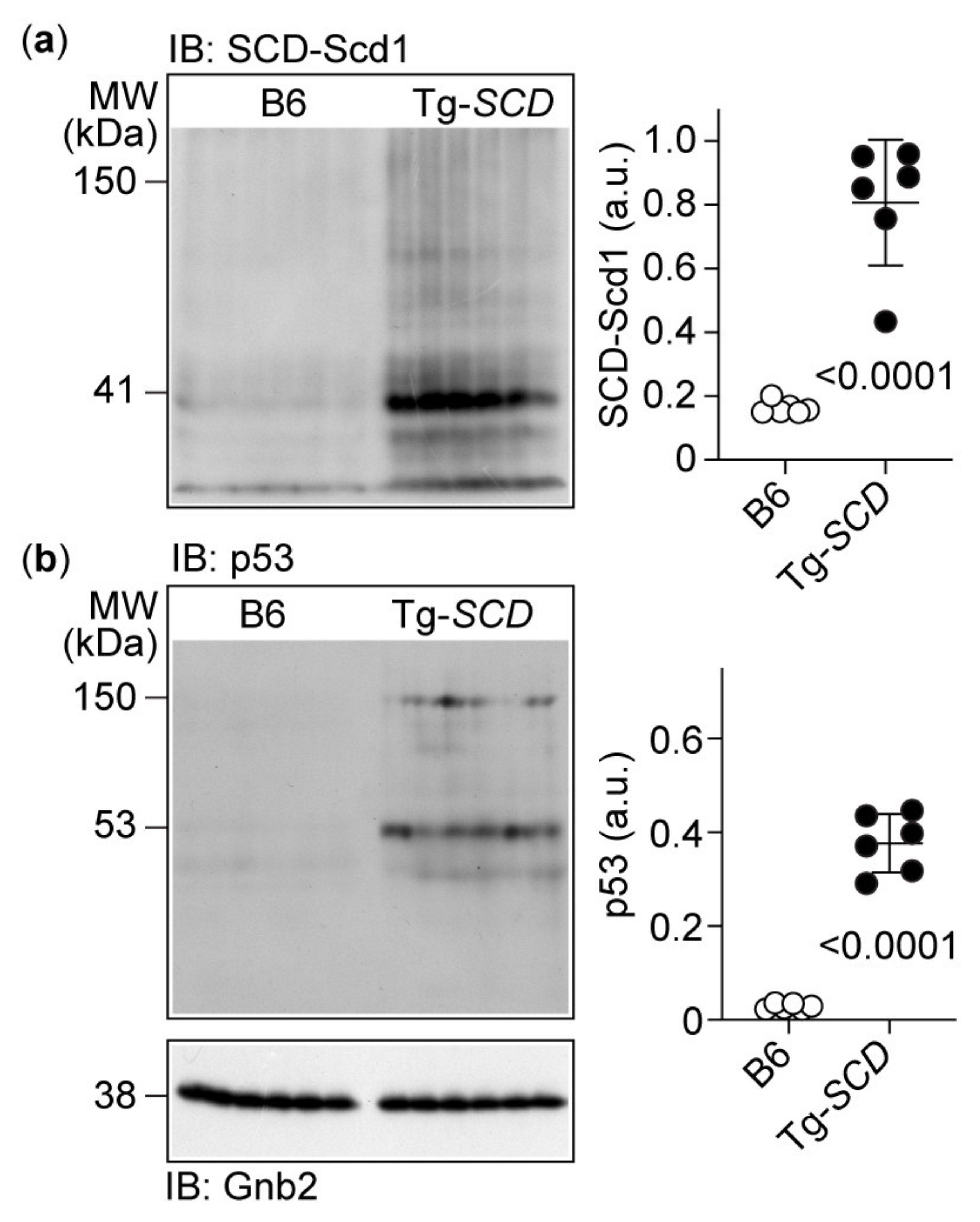 Ijms 22 09883 g006 Ijms 22 09883 g006