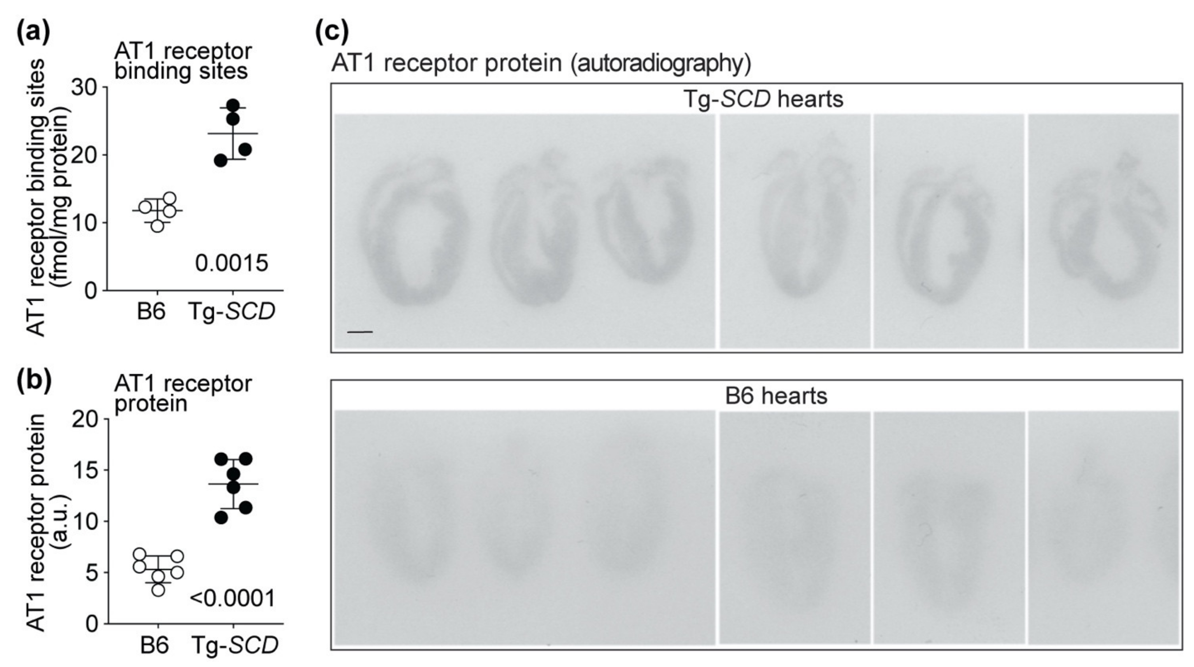 Ijms 22 09883 g011 Ijms 22 09883 g011