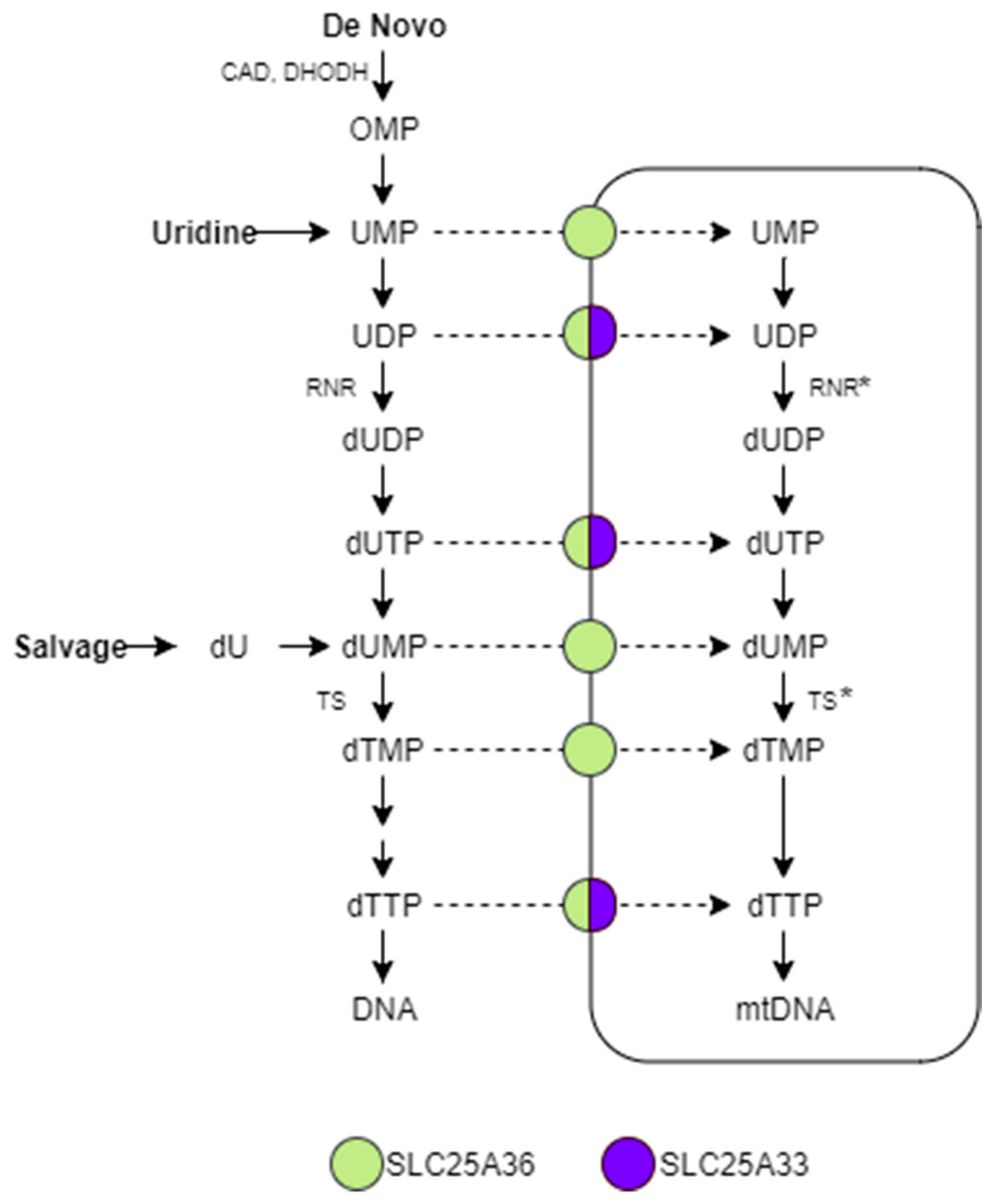 Ijms 22 09929 sch001