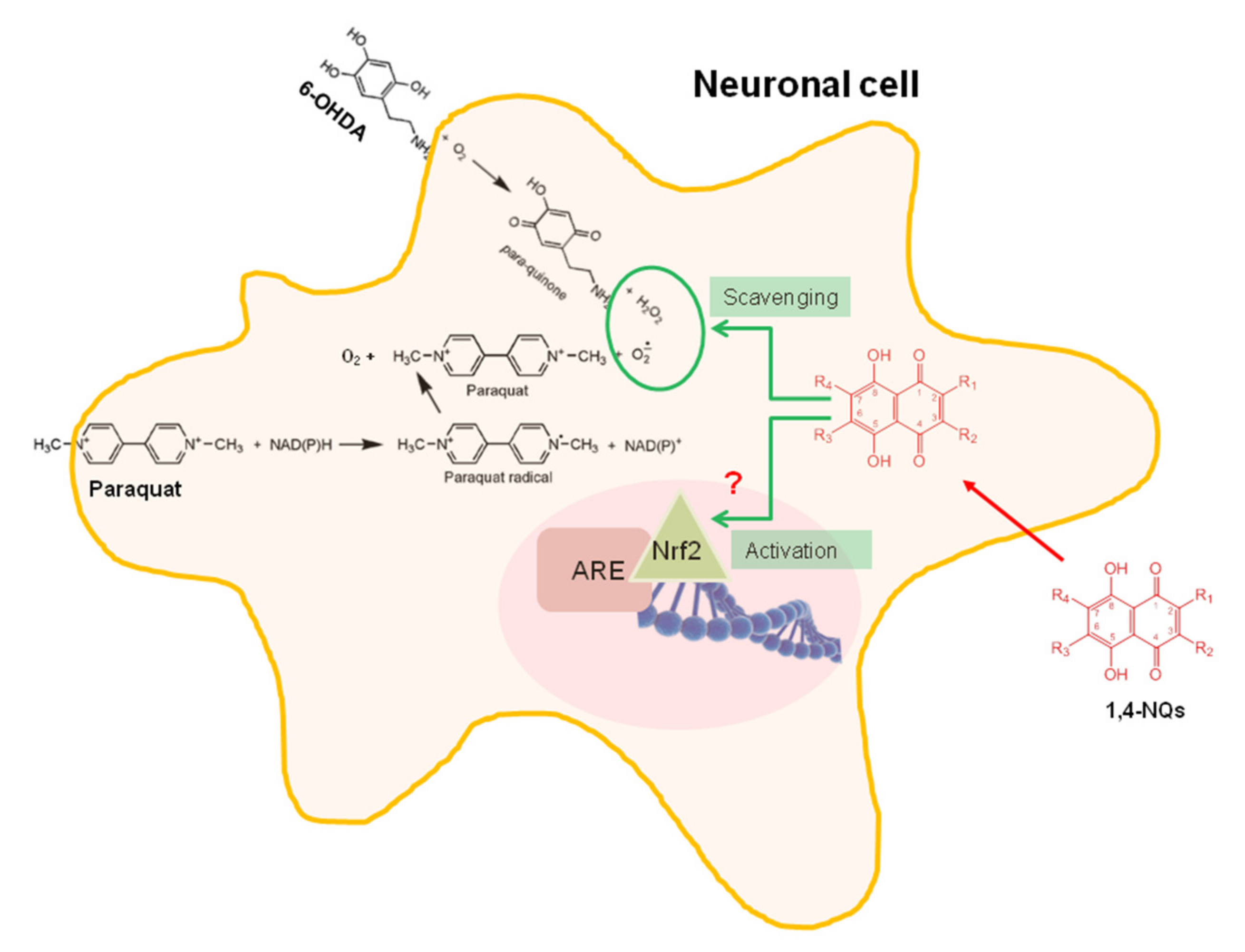 Ijms 22 09933 sch001