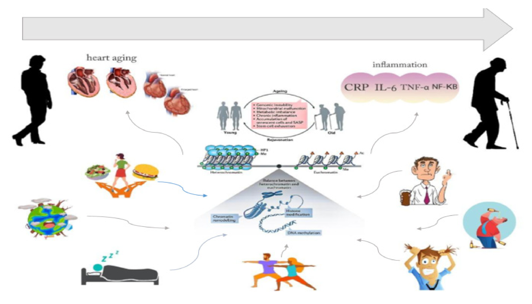IJMS | Free Full-Text | How Are Epigenetic Modifications Related to  Cardiovascular Disease in Older Adults?