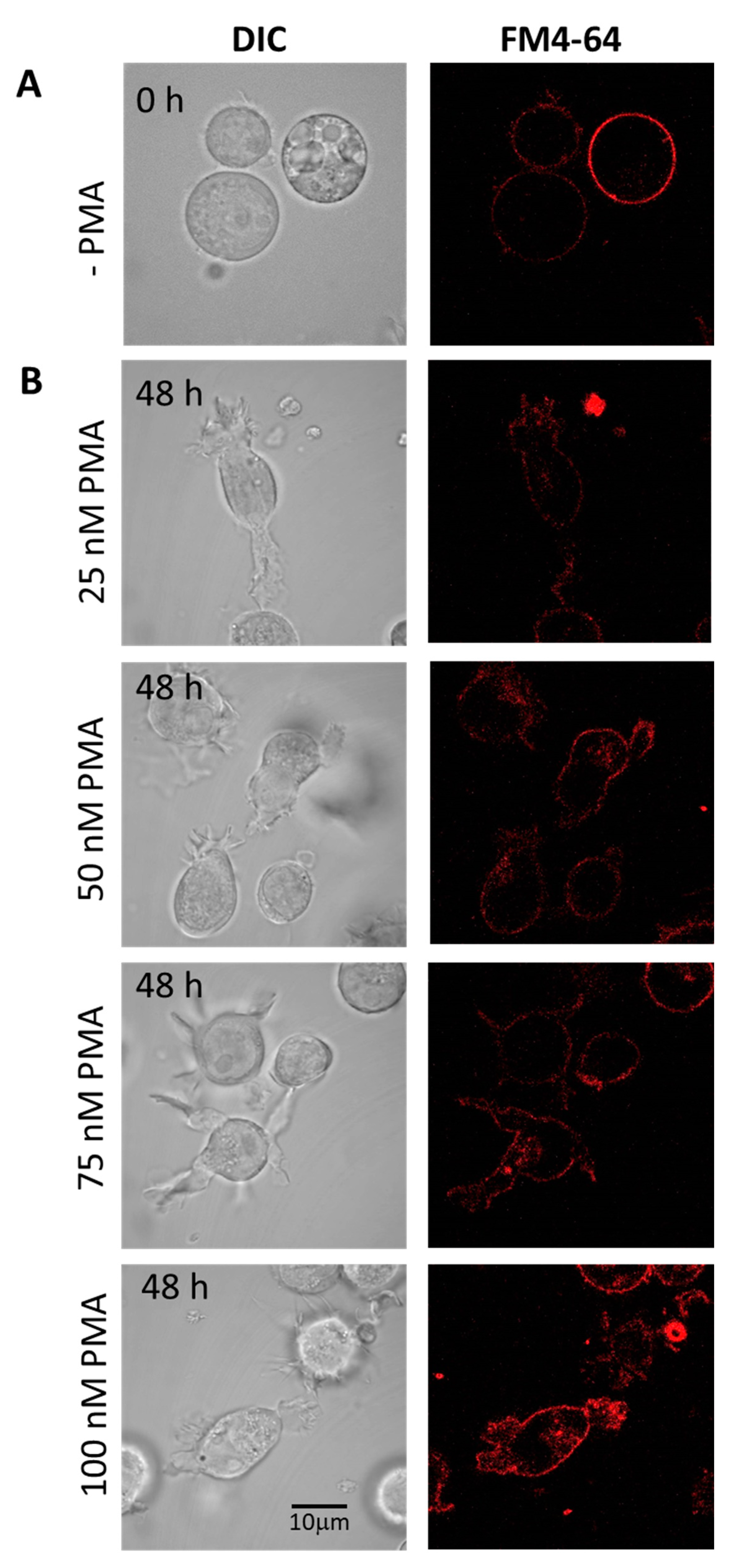 Ijms 22 09963 g004 Ijms 22 09963 g004