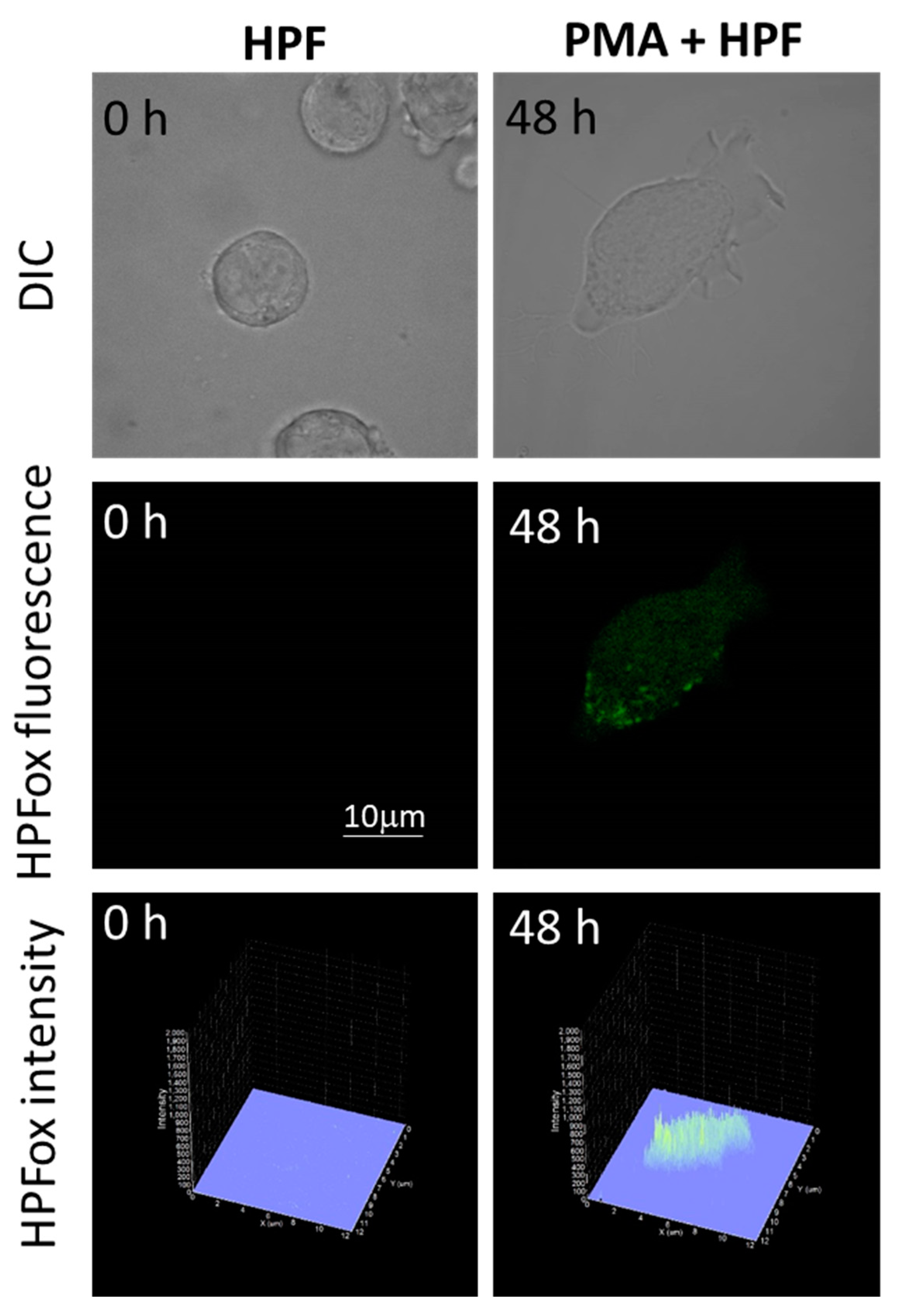 Ijms 22 09963 g006 Ijms 22 09963 g006