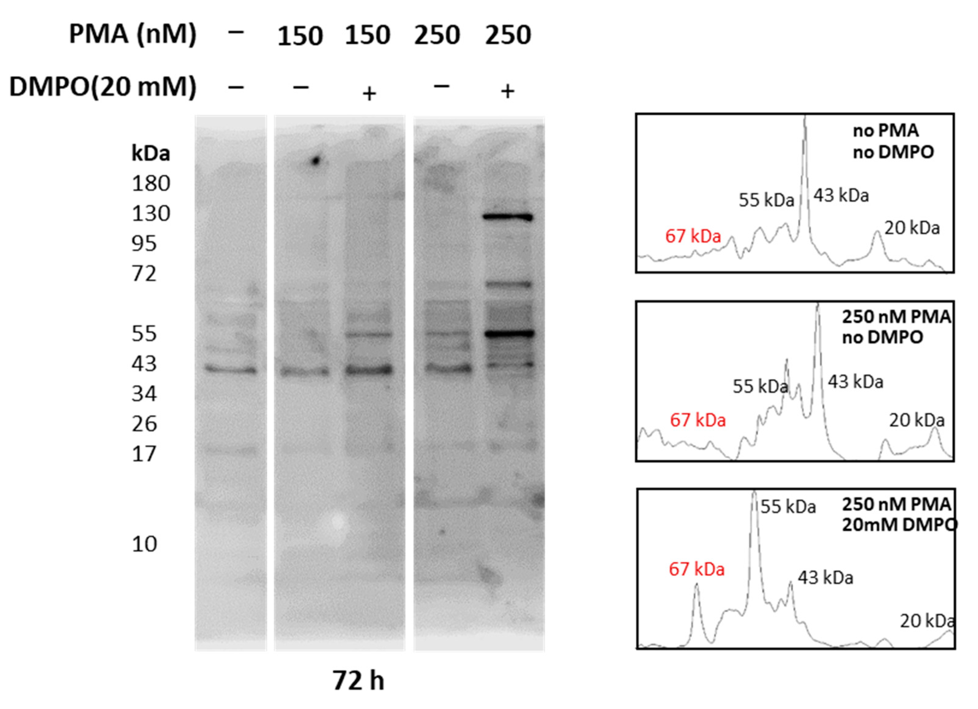 Ijms 22 09963 g008 Ijms 22 09963 g008