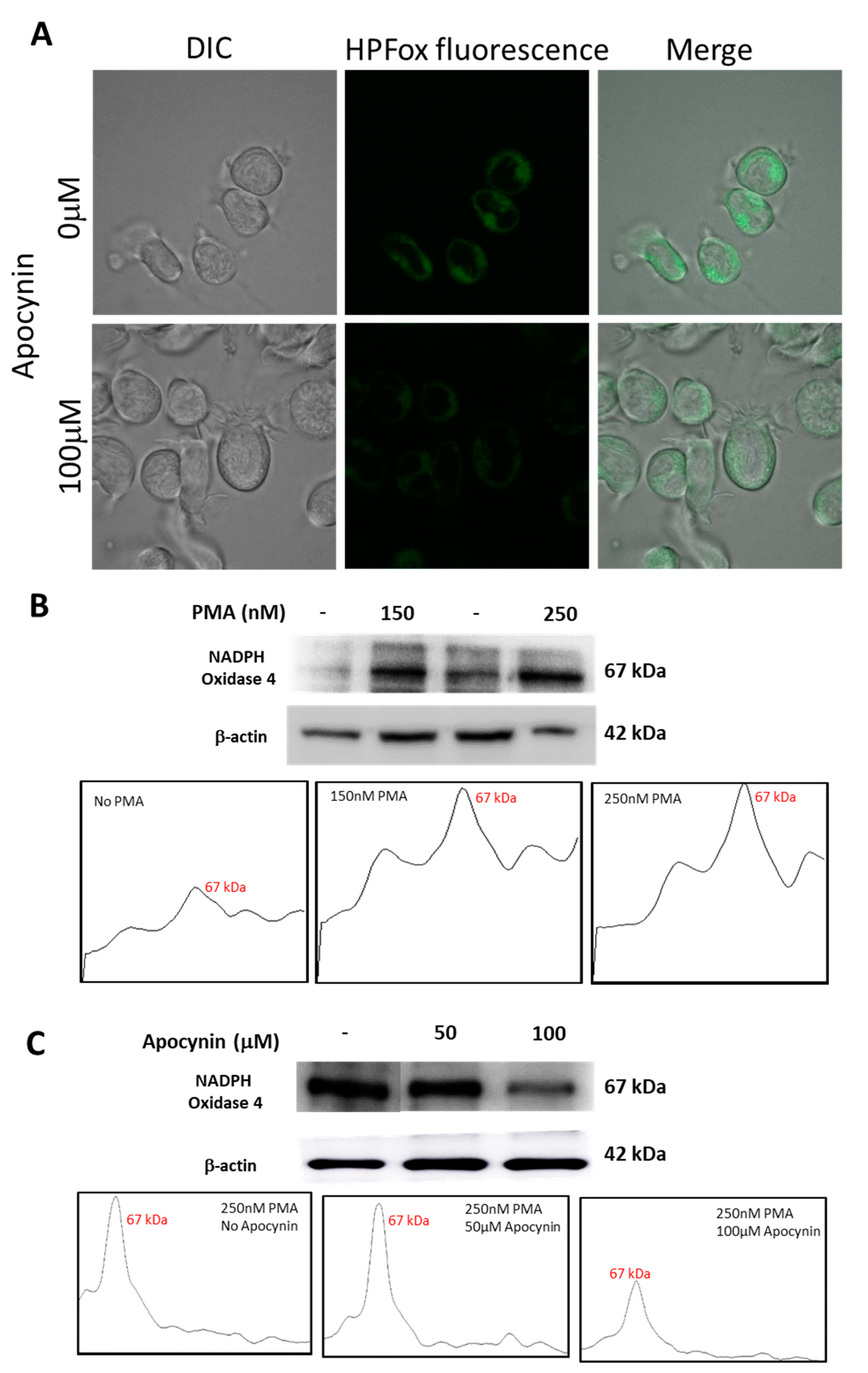 Ijms 22 09963 g009 Ijms 22 09963 g009