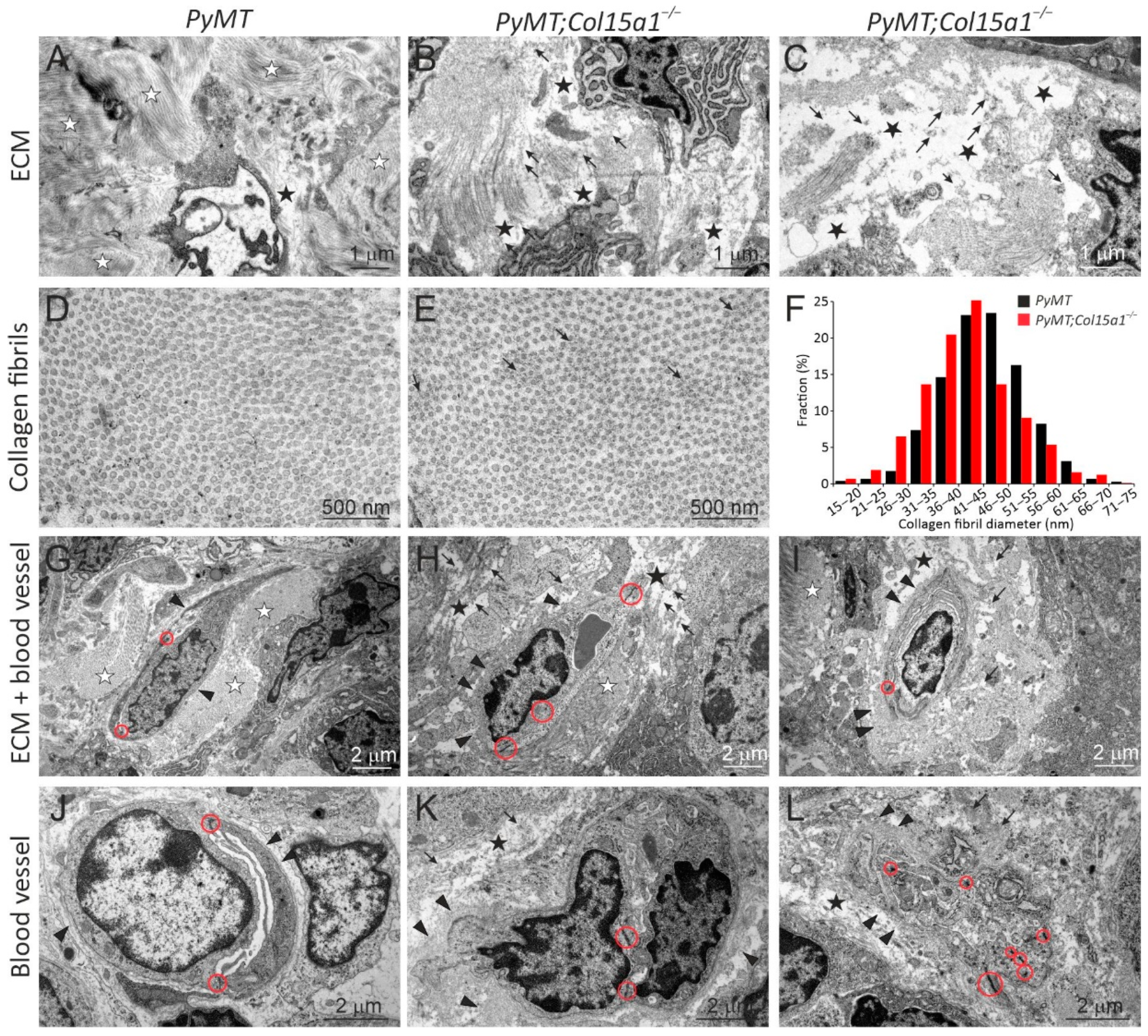 Ijms 22 09978 g003 Ijms 22 09978 g003