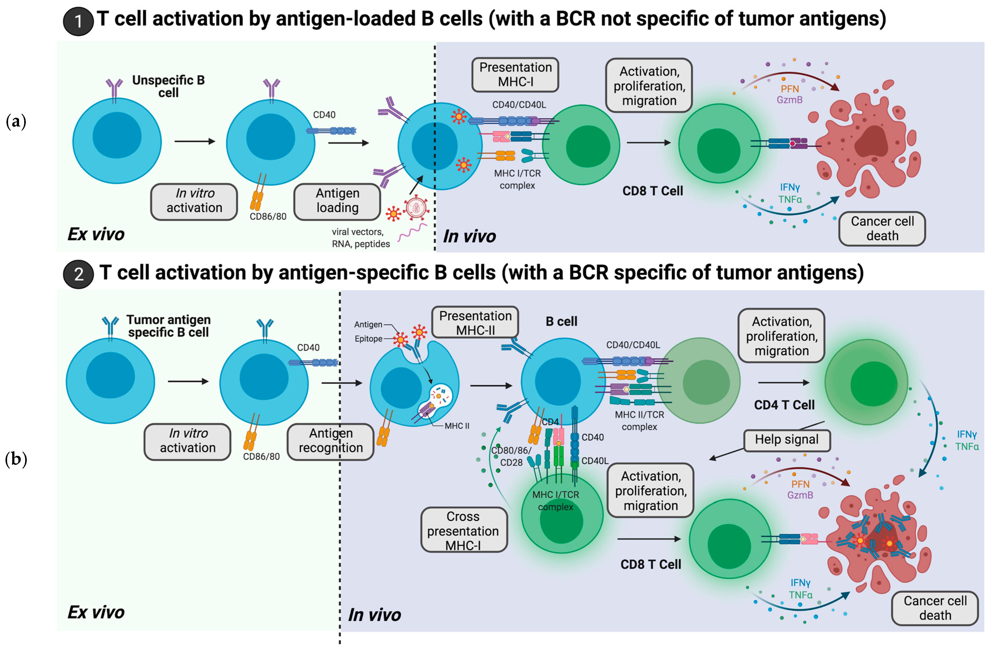 IJMS | Free Full-Text | Exploiting B Cell Transfer for Cancer Therapy:  Engineered B Cells to Eradicate Tumors