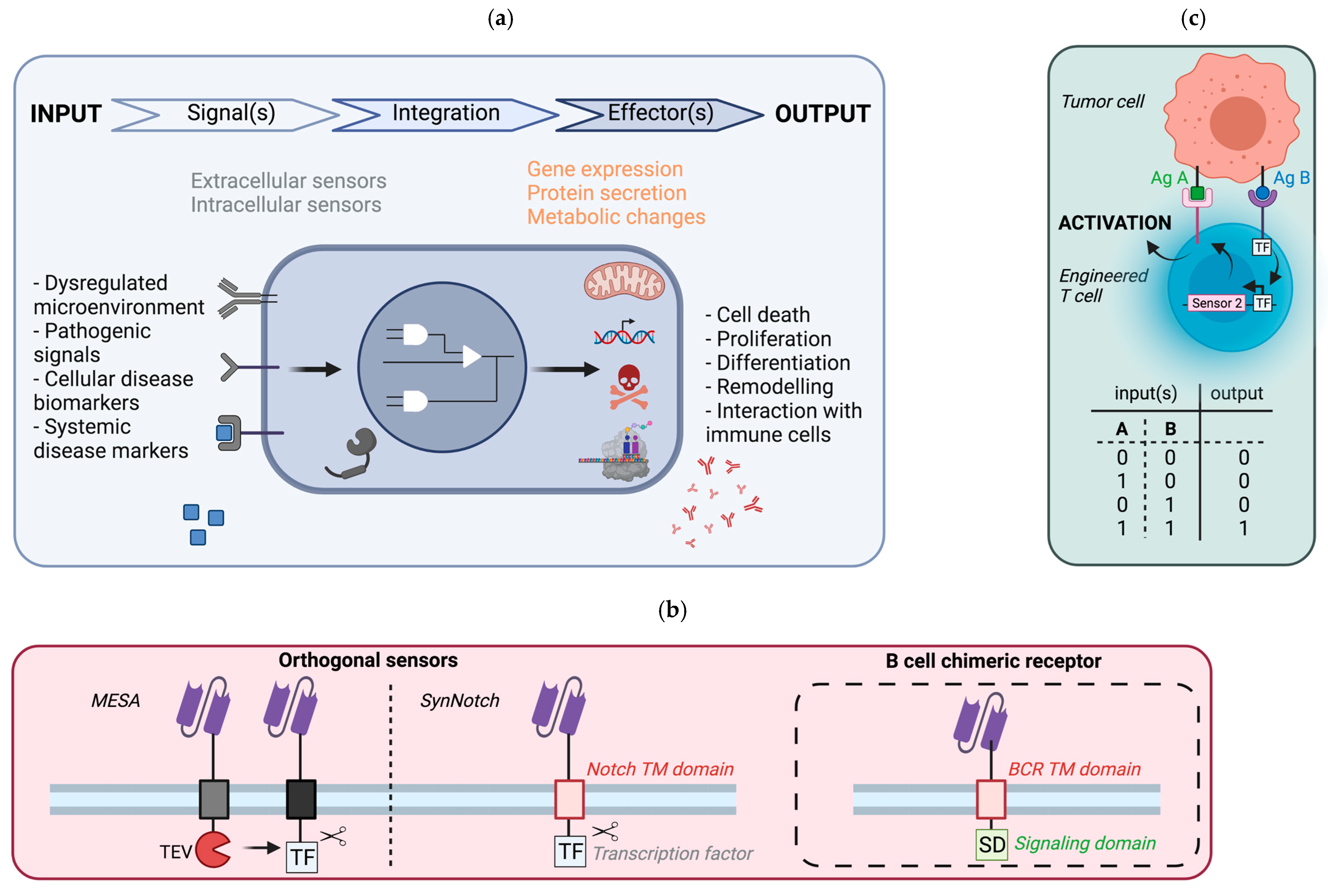 Ijms 22 09991 g003 Ijms 22 09991 g003