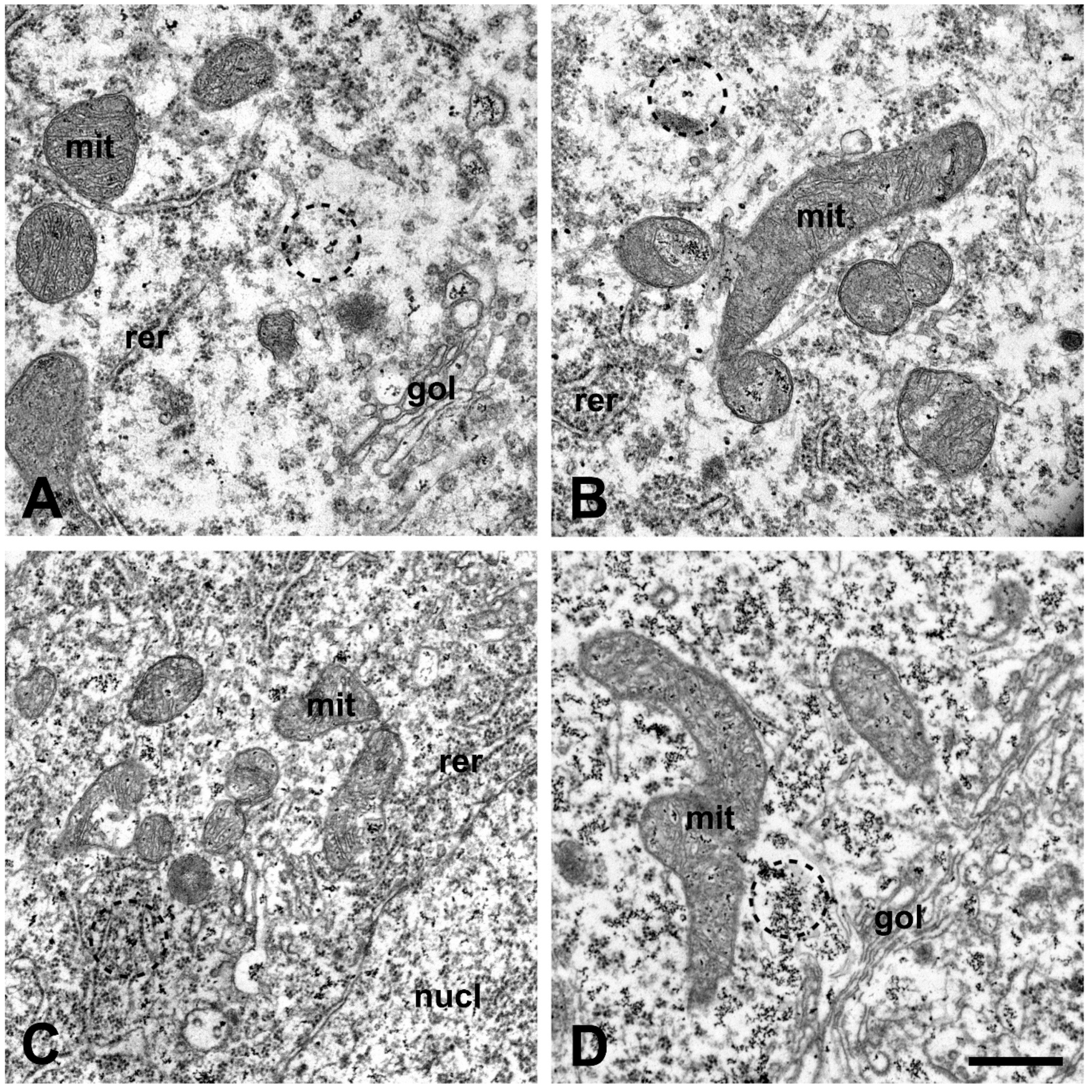 Ijms 22 09994 g003
