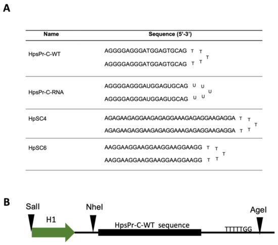 IJMS | Free Full-Text | PolyPurine Reverse Hoogsteen Hairpins Work as RNA  Species for Gene Silencing