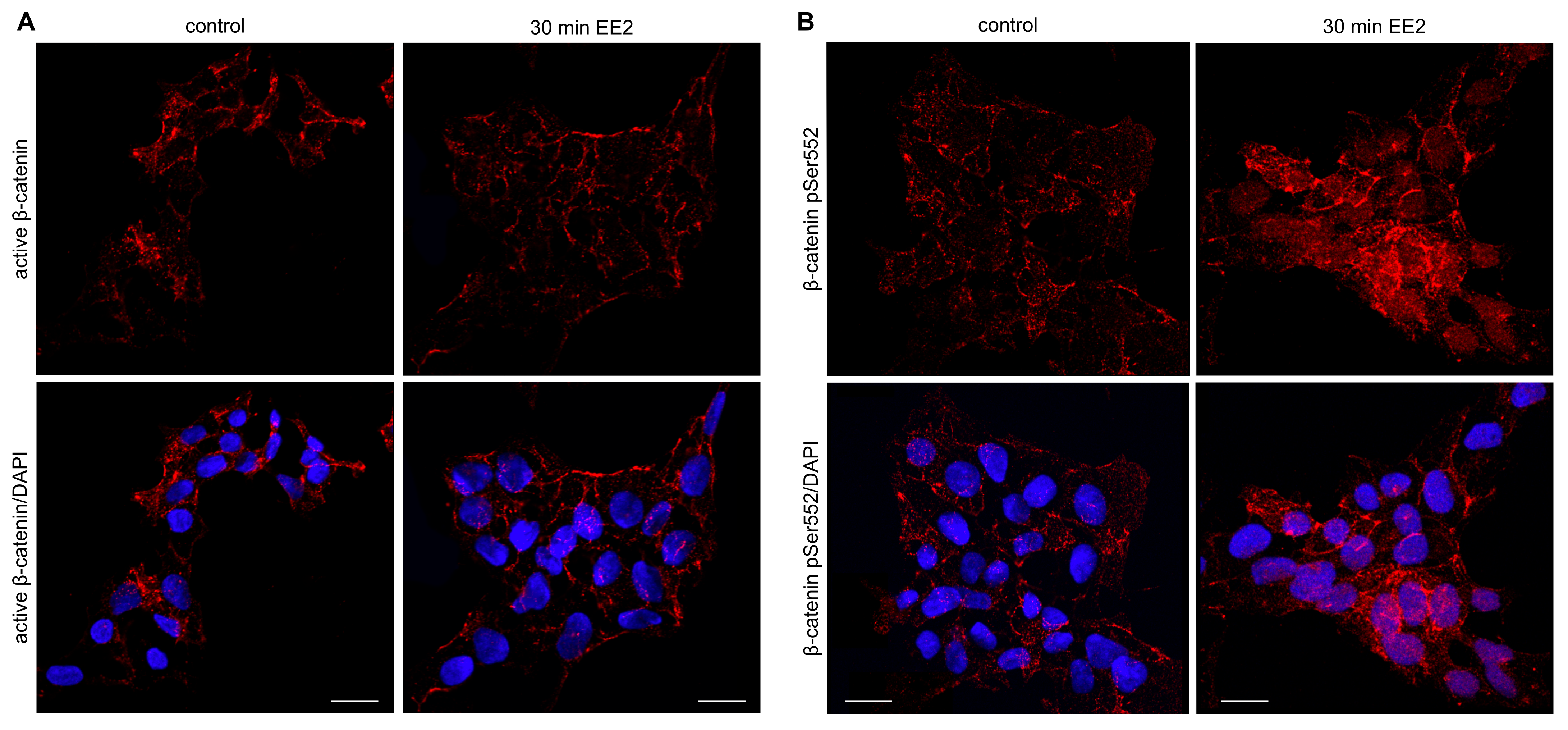 Ijms 22 10046 g007 Ijms 22 10046 g007