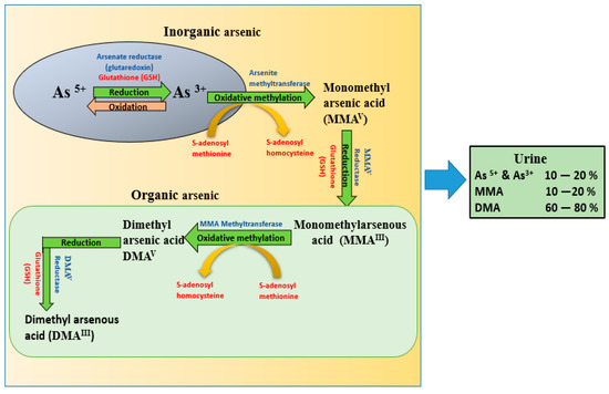 IJMS | Free Full-Text | Molecular Mechanism of Arsenic-Induced  Neurotoxicity including Neuronal Dysfunctions | HTML