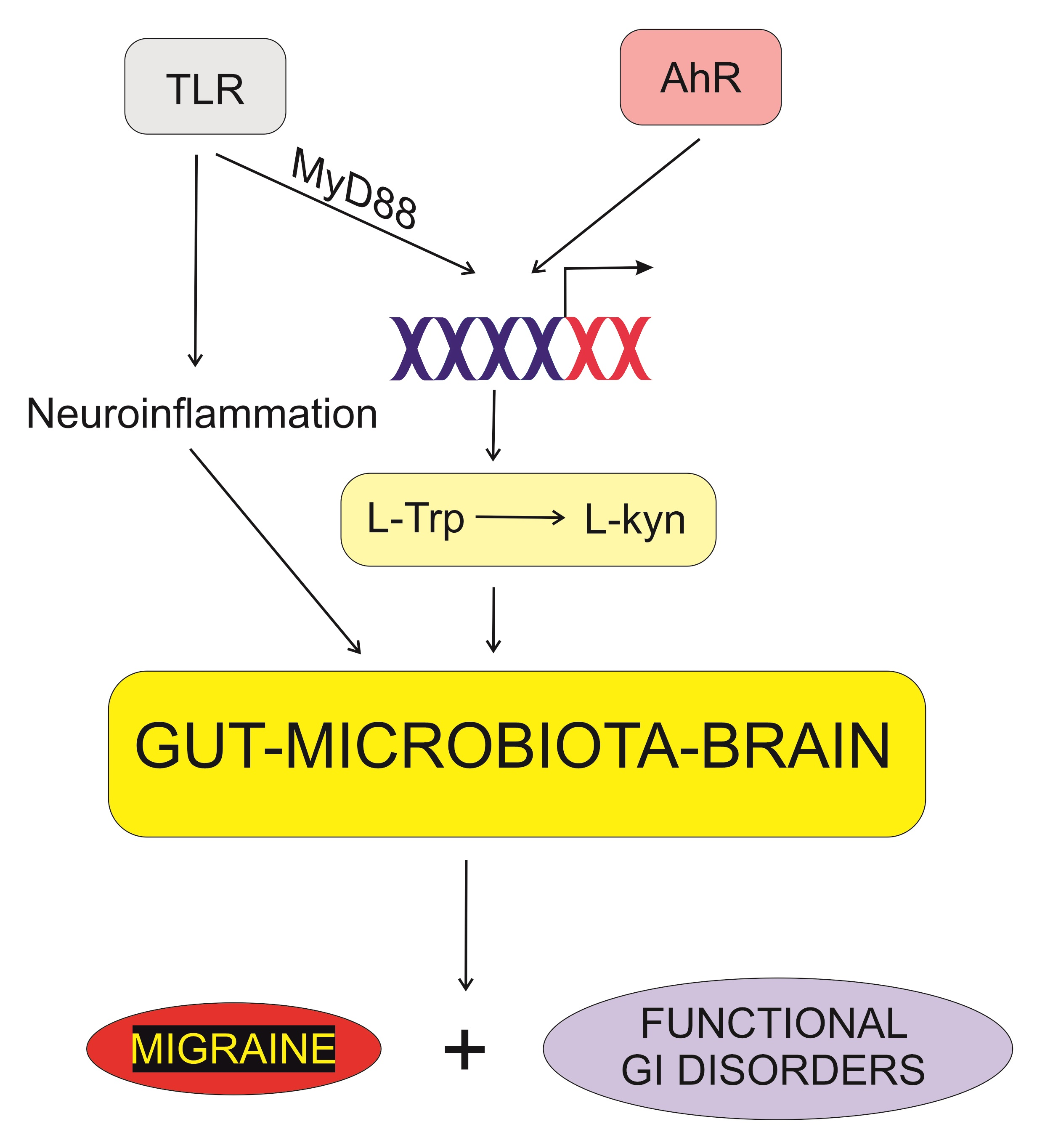 Ijms Free Full Text Kynurenine Pathway Of Tryptophan Metabolism In