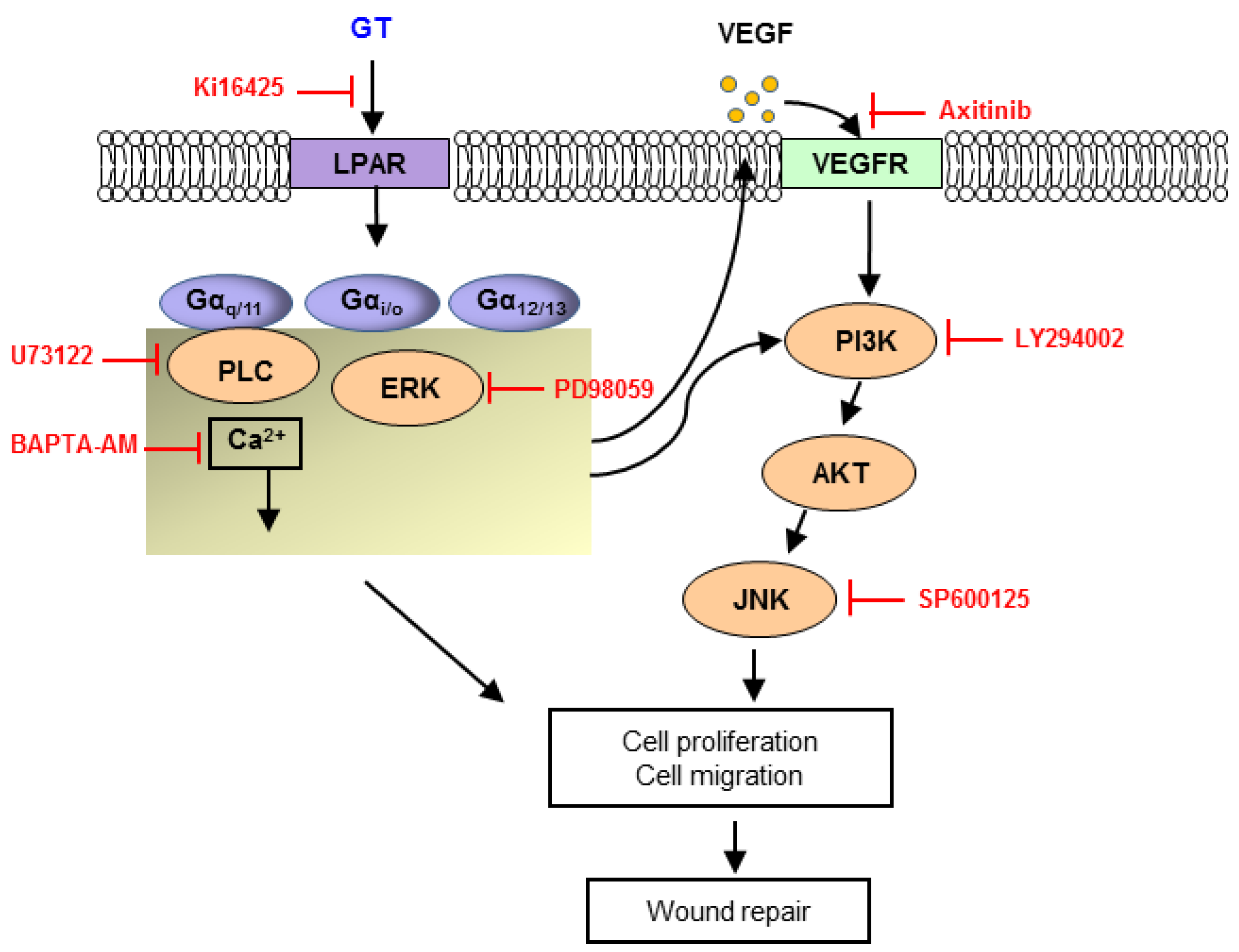 IJMS | Free Full-Text | Wound Healing Effect of Gintonin Involves ...