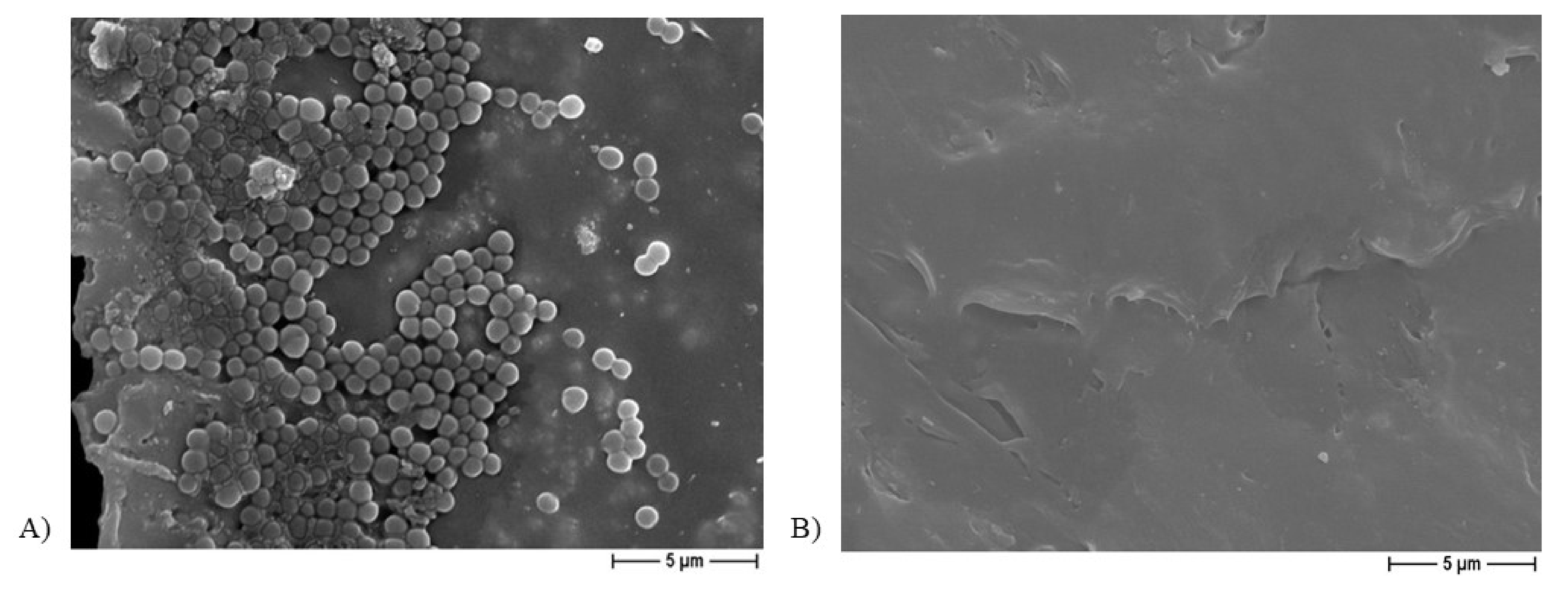 Ijms 22 10176 g008