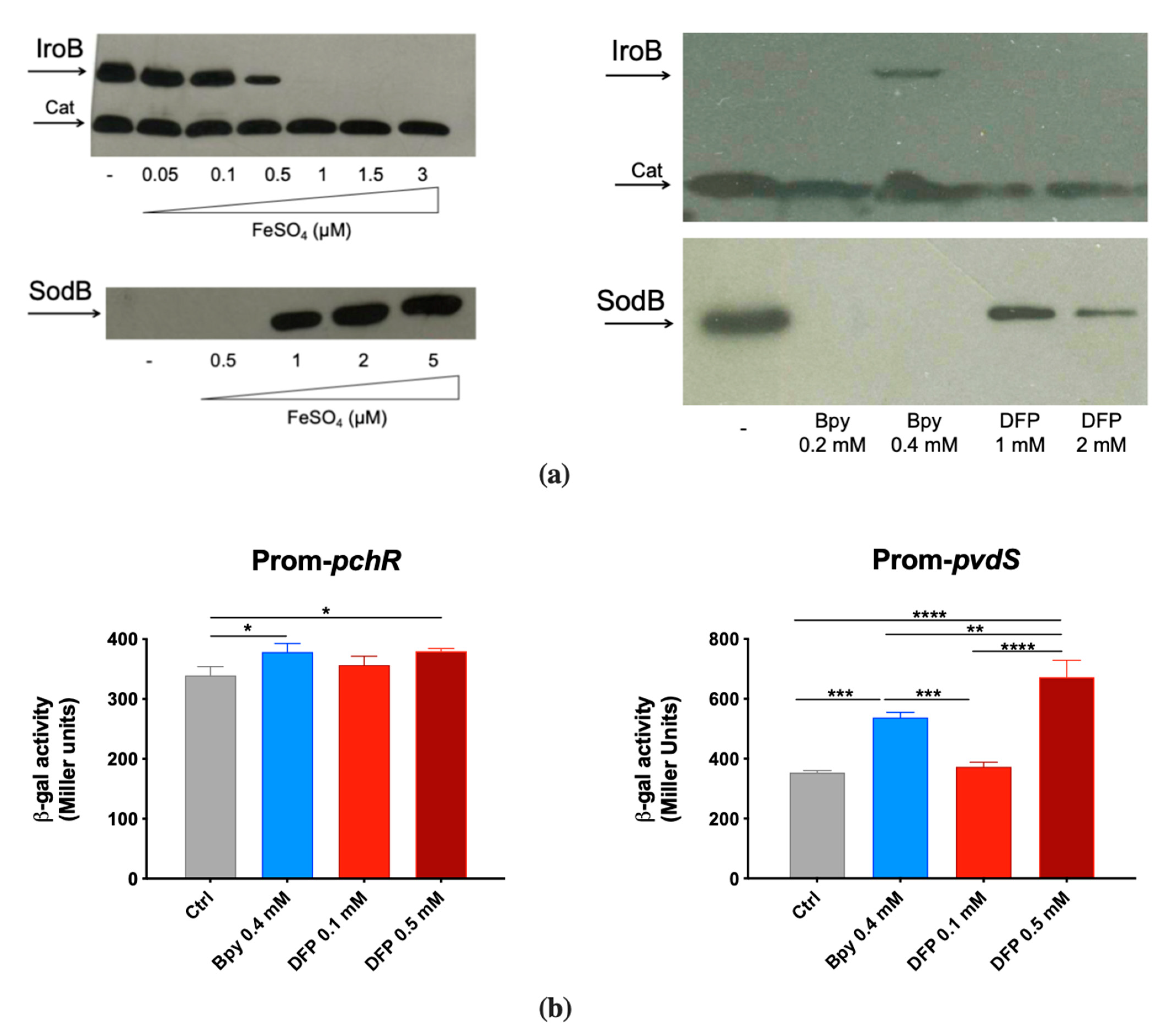 Ijms 22 10217 g002 Ijms 22 10217 g002