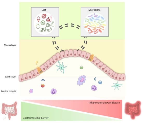 Ijms Free Full Text Gut Microbiota And Dietary Factors As Modulators Of The Mucus Layer In