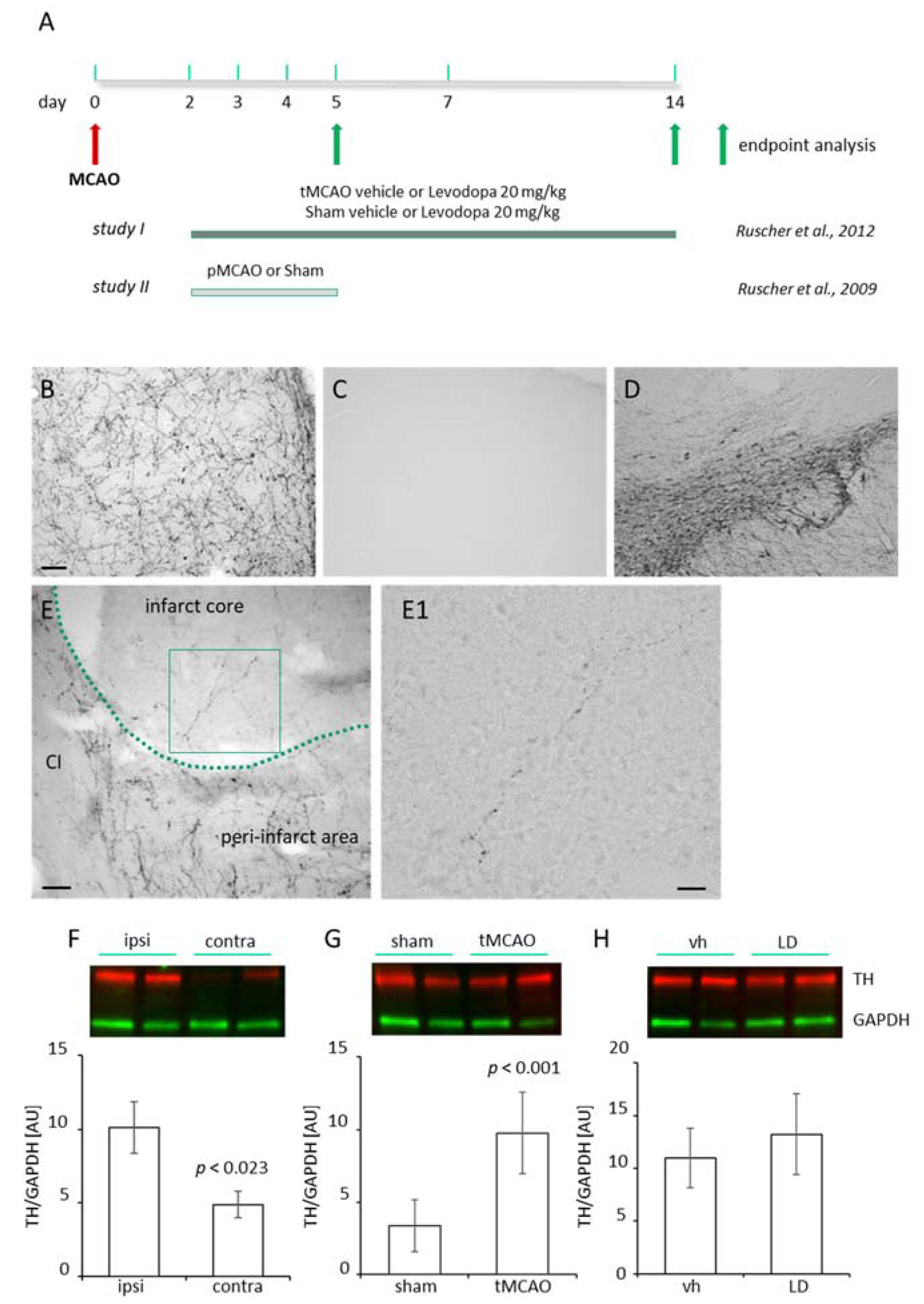 Ijms 22 10226 g001