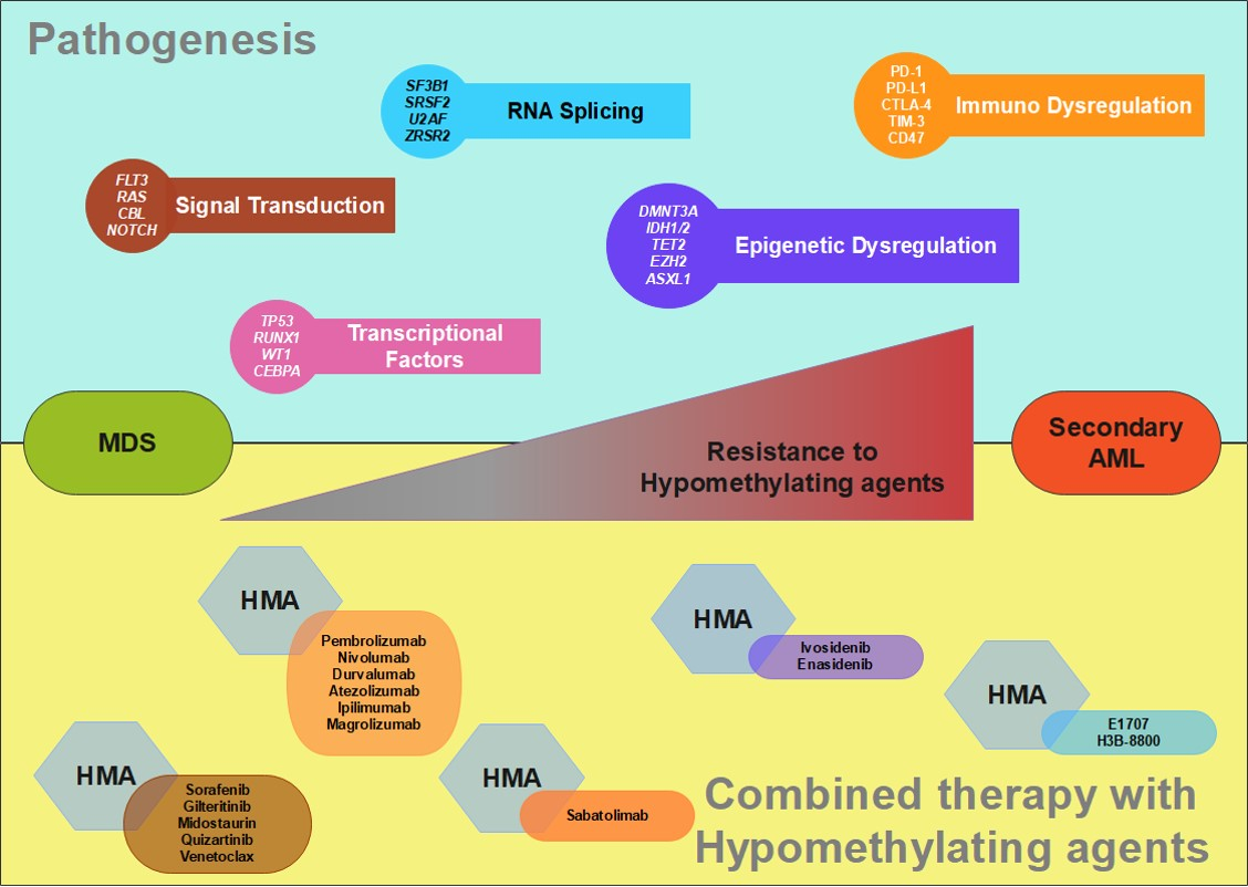 IJMS | Free Full-Text | Molecular Targeted Therapy and Immunotherapy for  Myelodysplastic Syndrome | HTML
