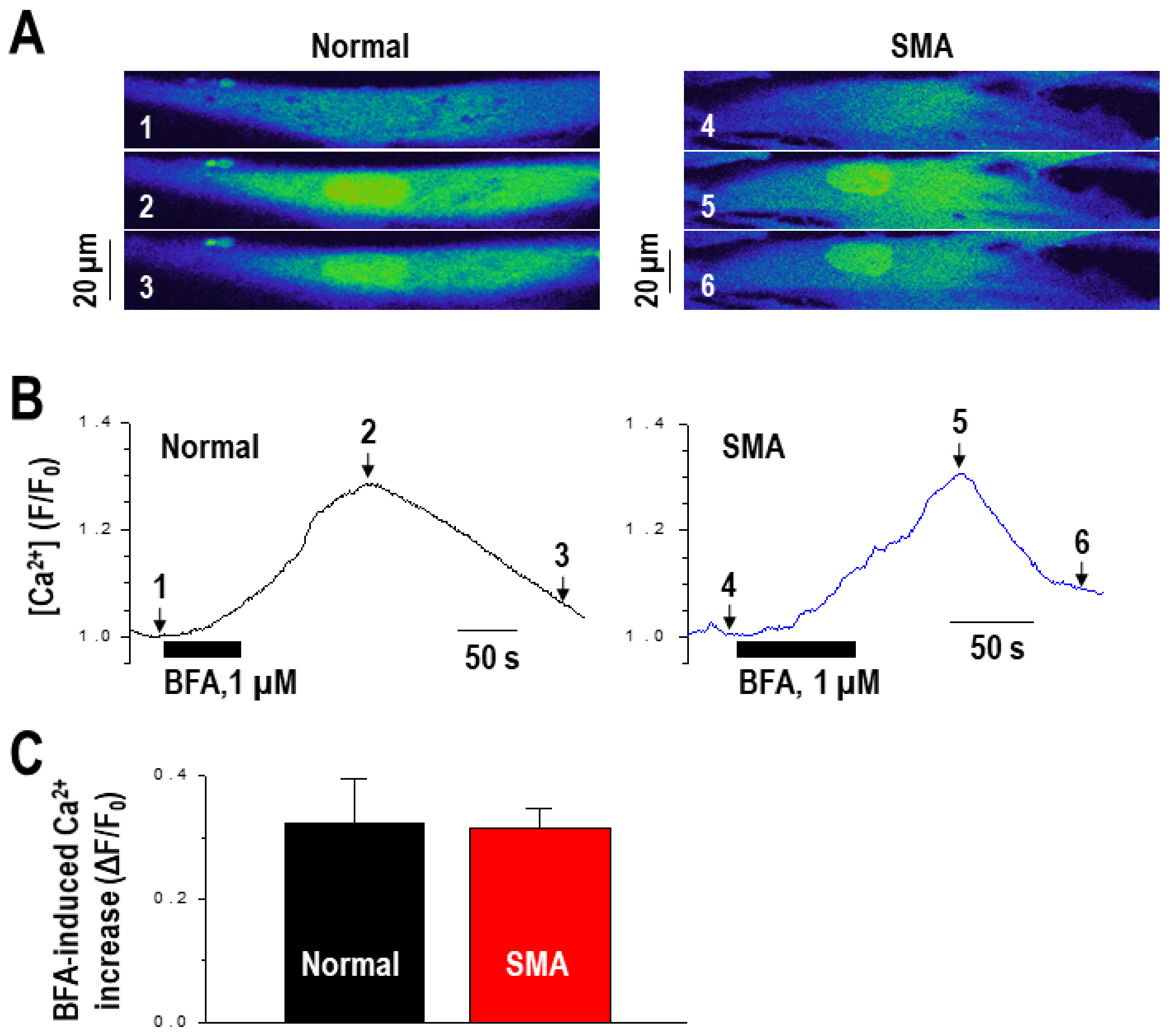 Ijms 22 10234 g004 Ijms 22 10234 g004