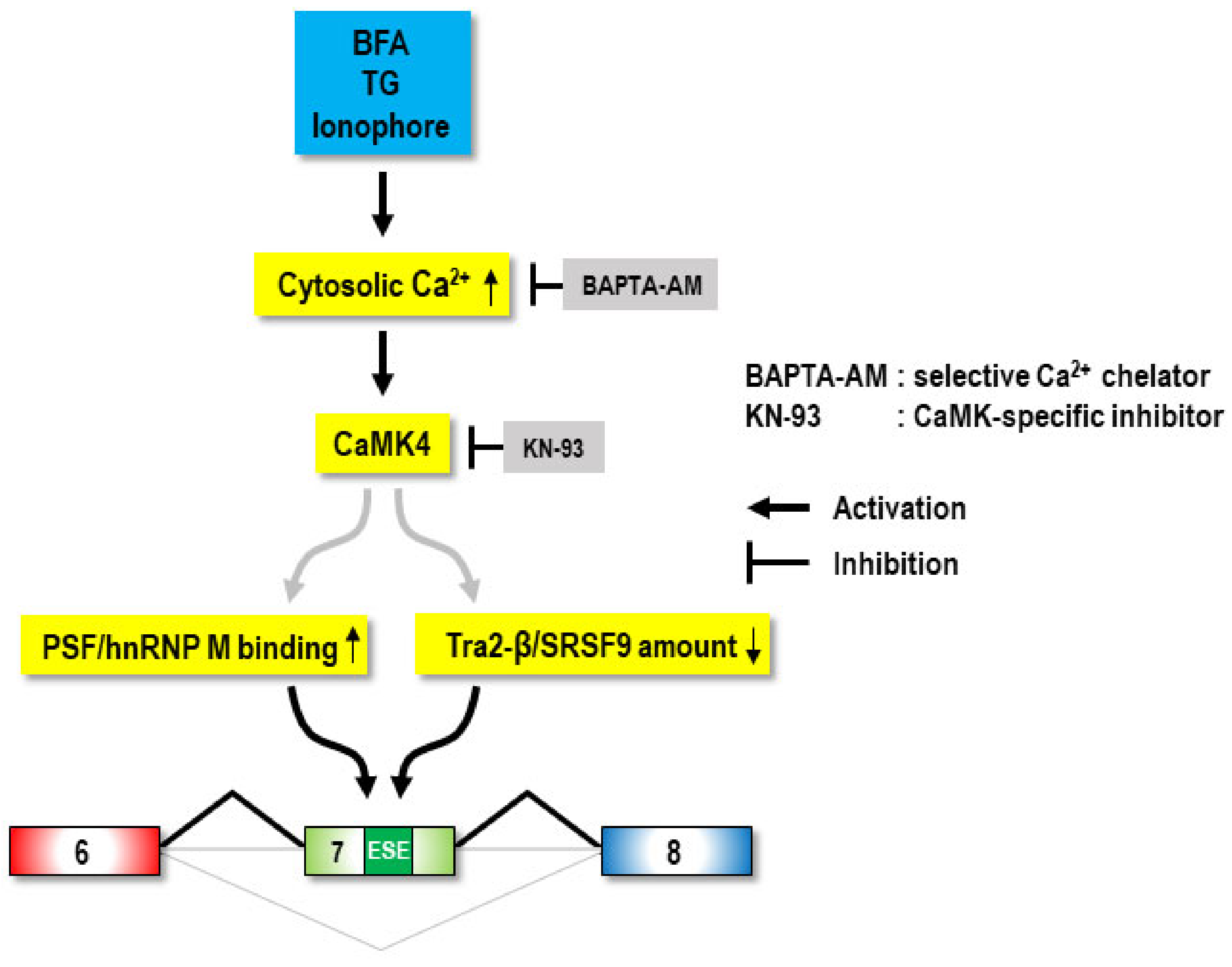 Ijms 22 10234 g007 Ijms 22 10234 g007