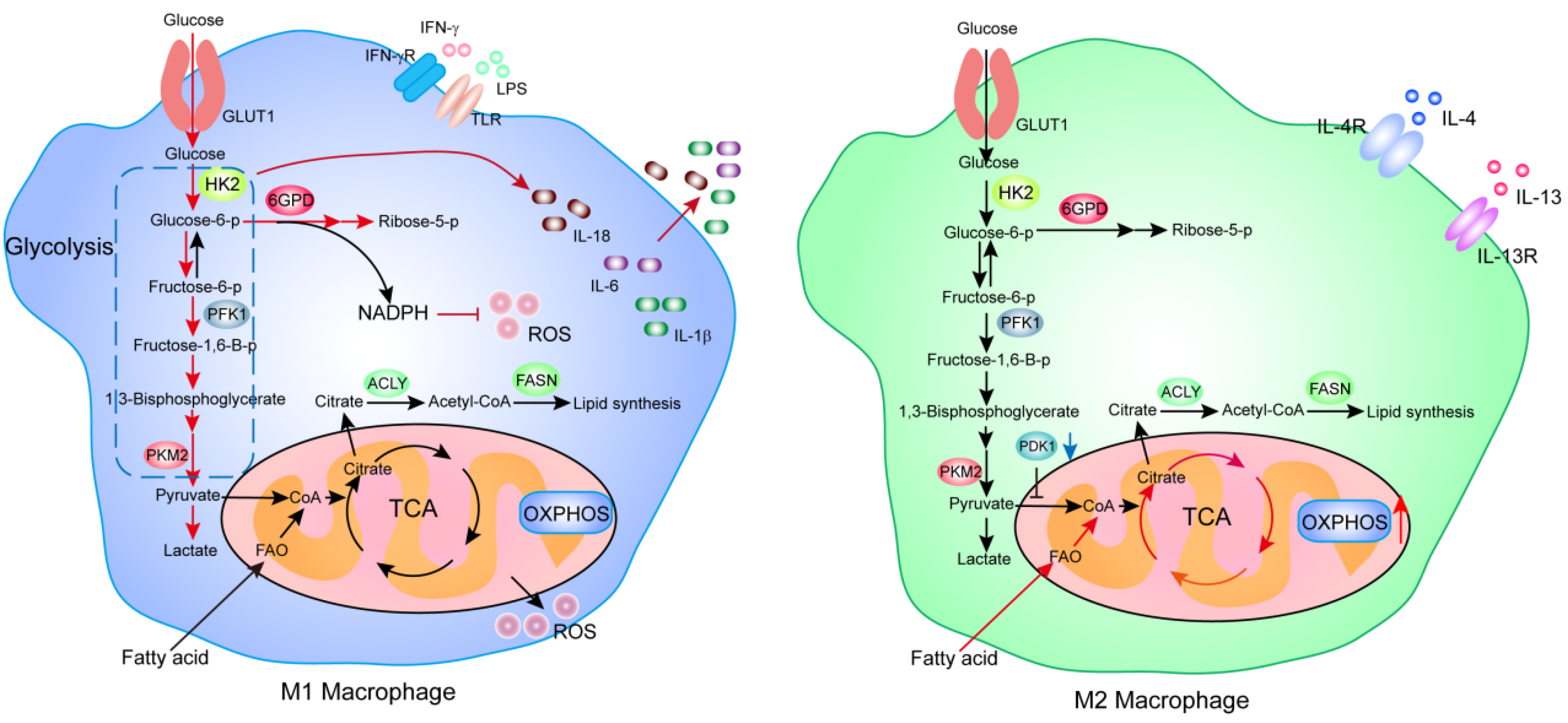 Ijms 22 10268 g002 Ijms 22 10268 g002
