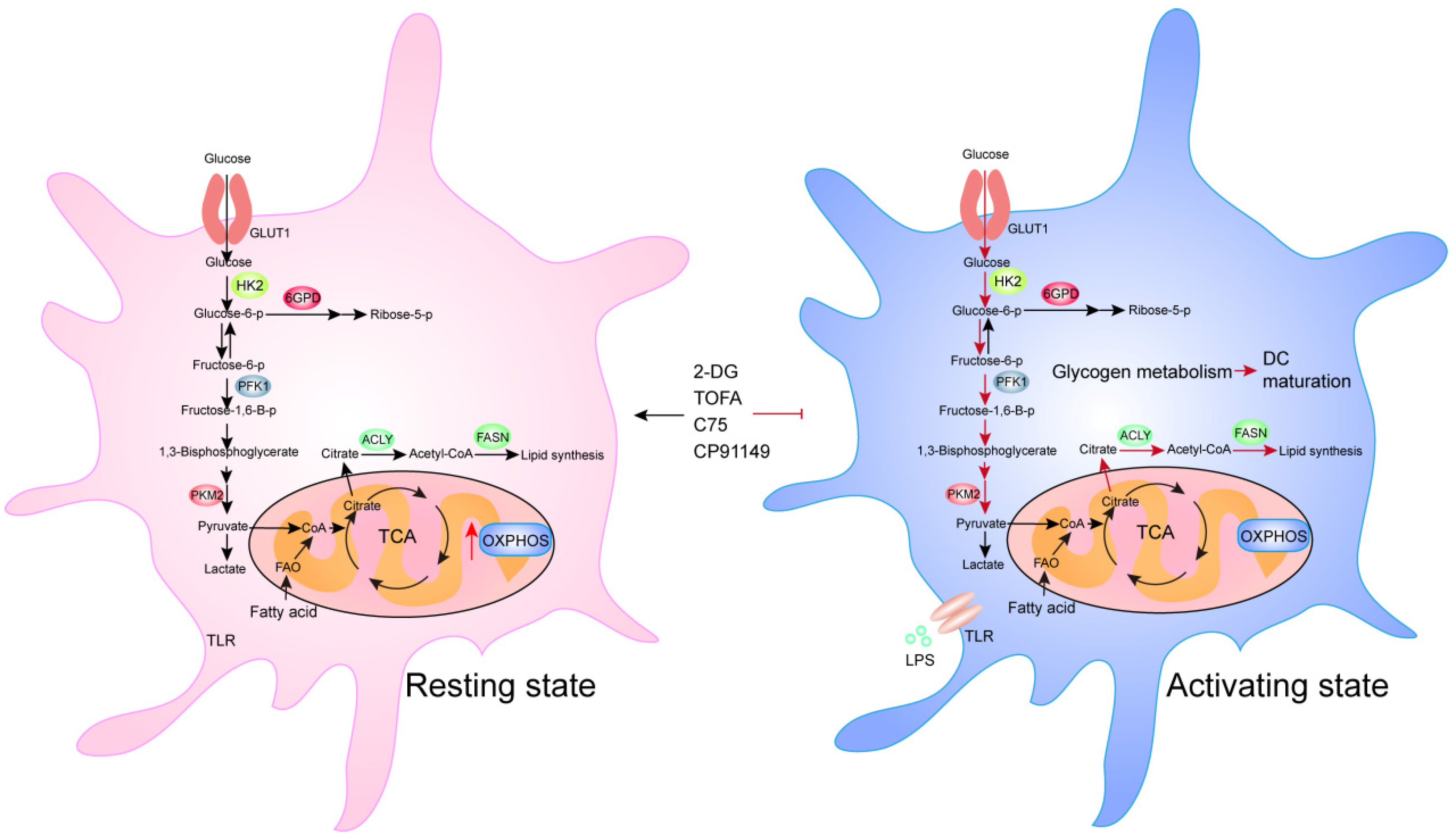 Ijms 22 10268 g004 Ijms 22 10268 g004
