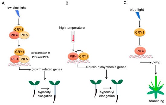 RCB initiates Arabidopsis thermomorphogenesis by stabilizing the