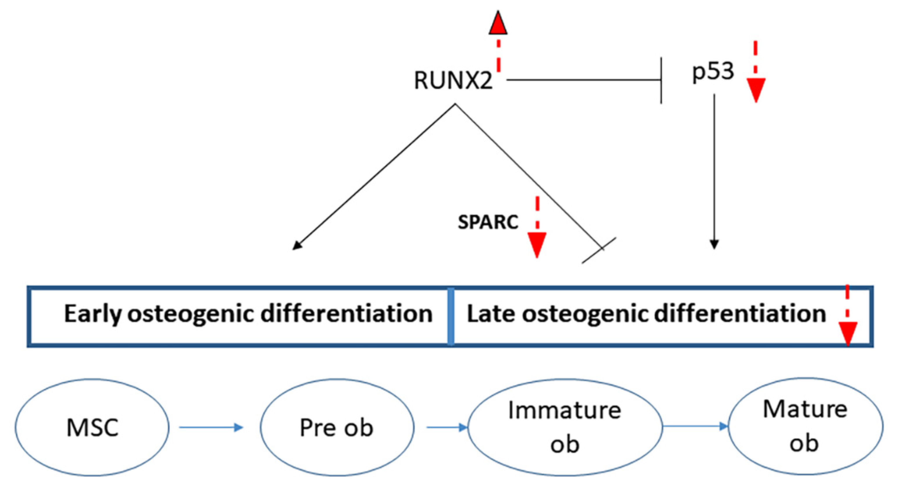 Ijms 22 10336 g008 Ijms 22 10336 g008