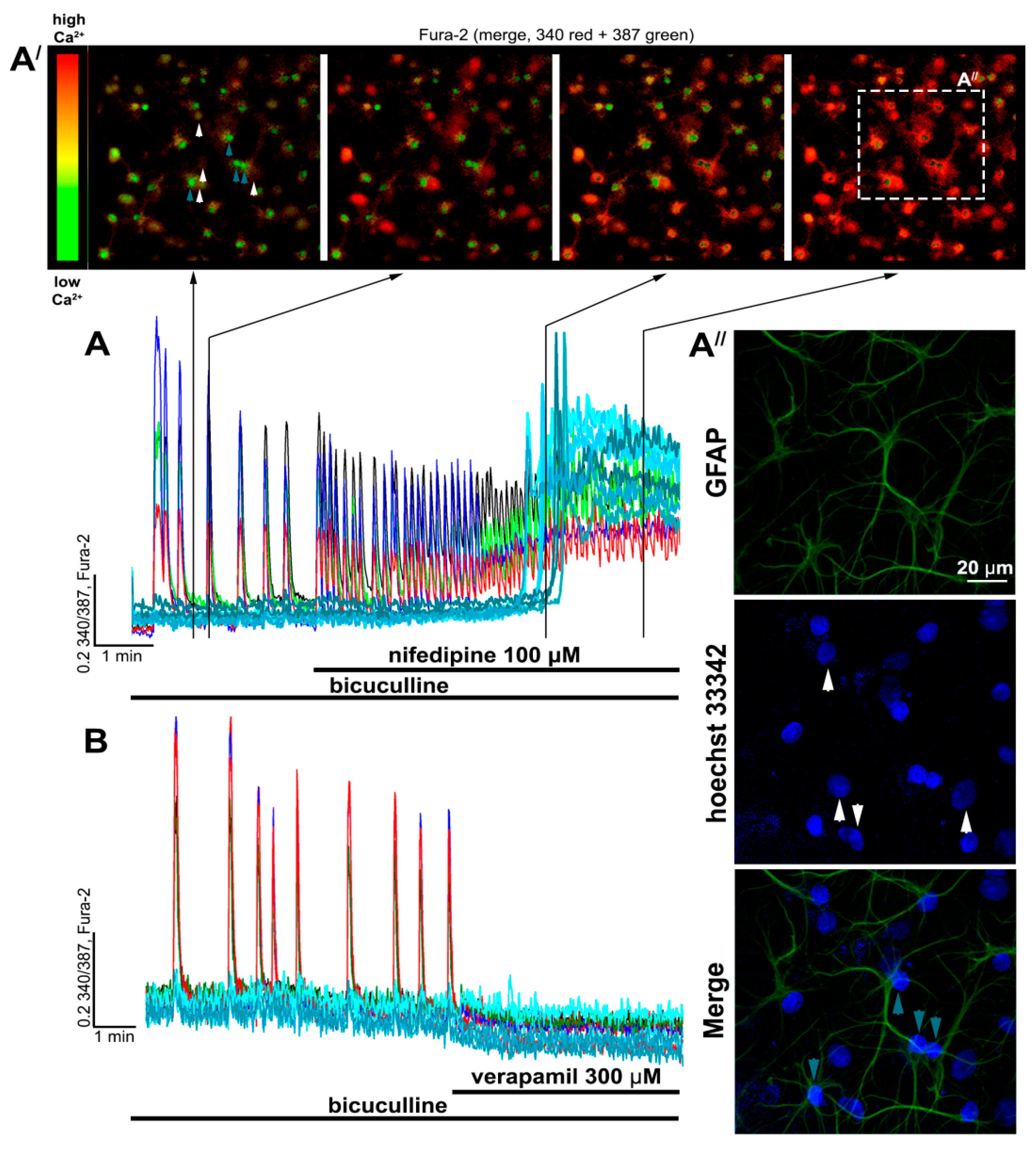 Ijms 22 10342 g005 Ijms 22 10342 g005