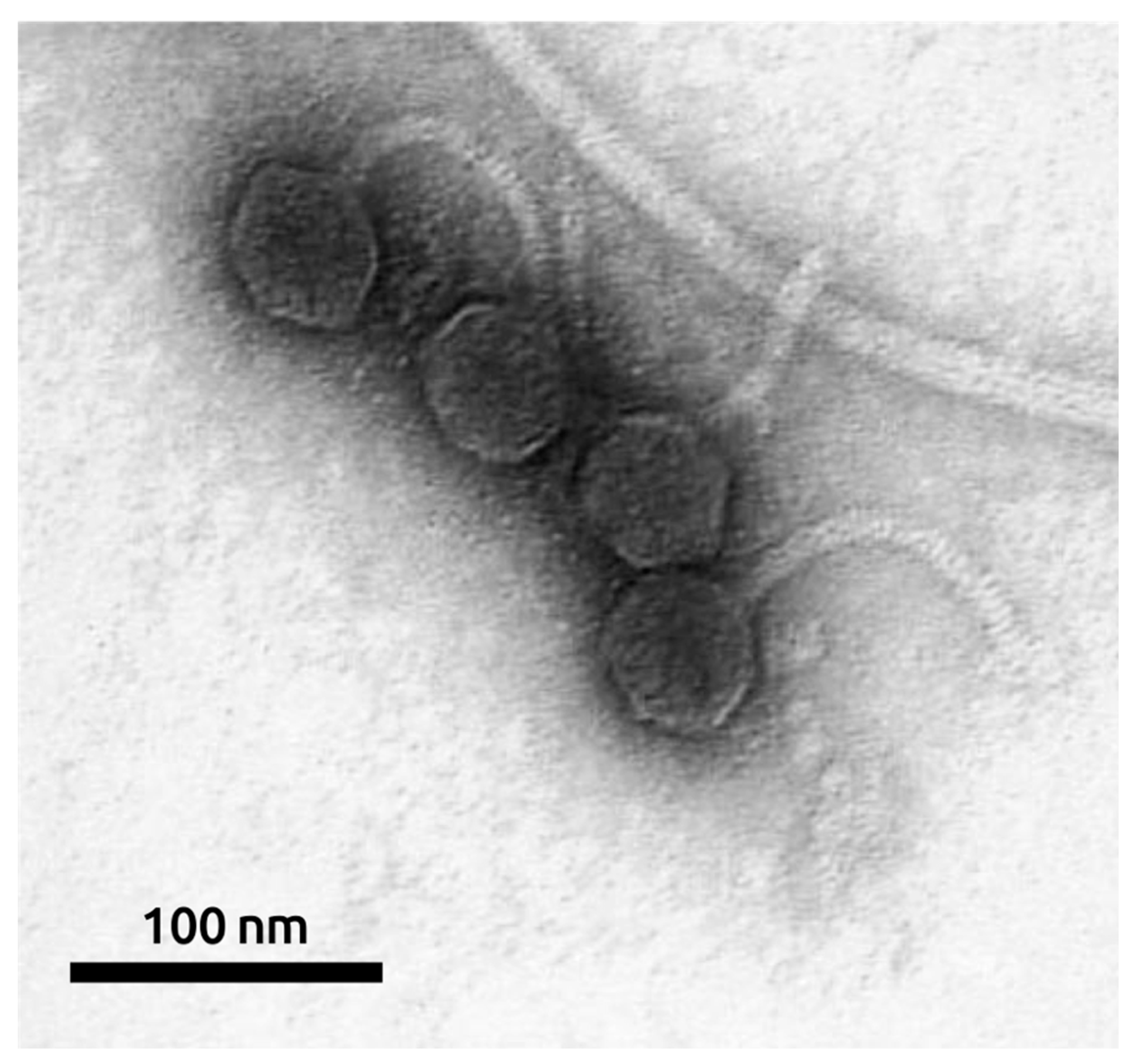 Ijms 22 10350 g002 Ijms 22 10350 g002