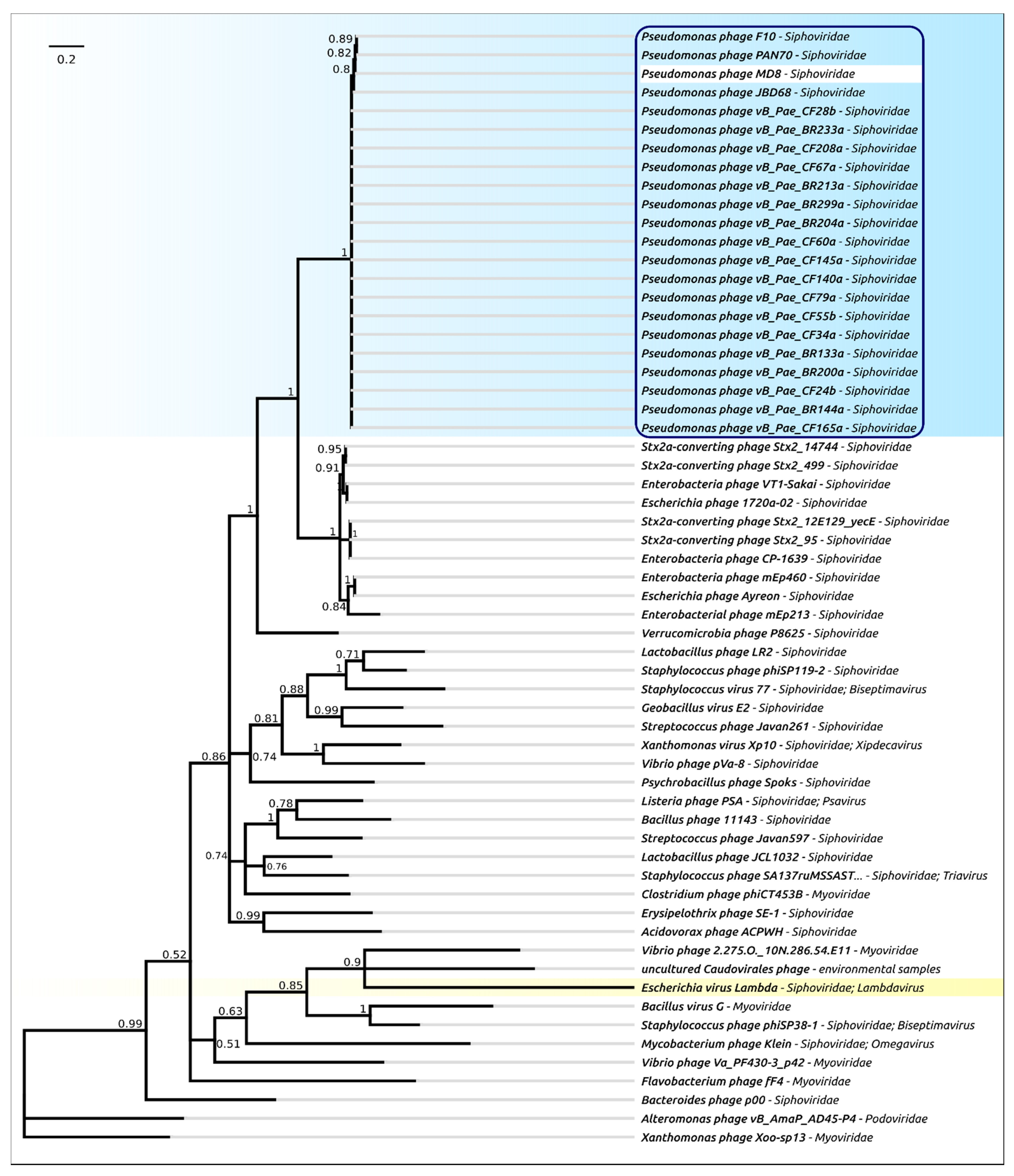 Ijms 22 10350 g007 Ijms 22 10350 g007