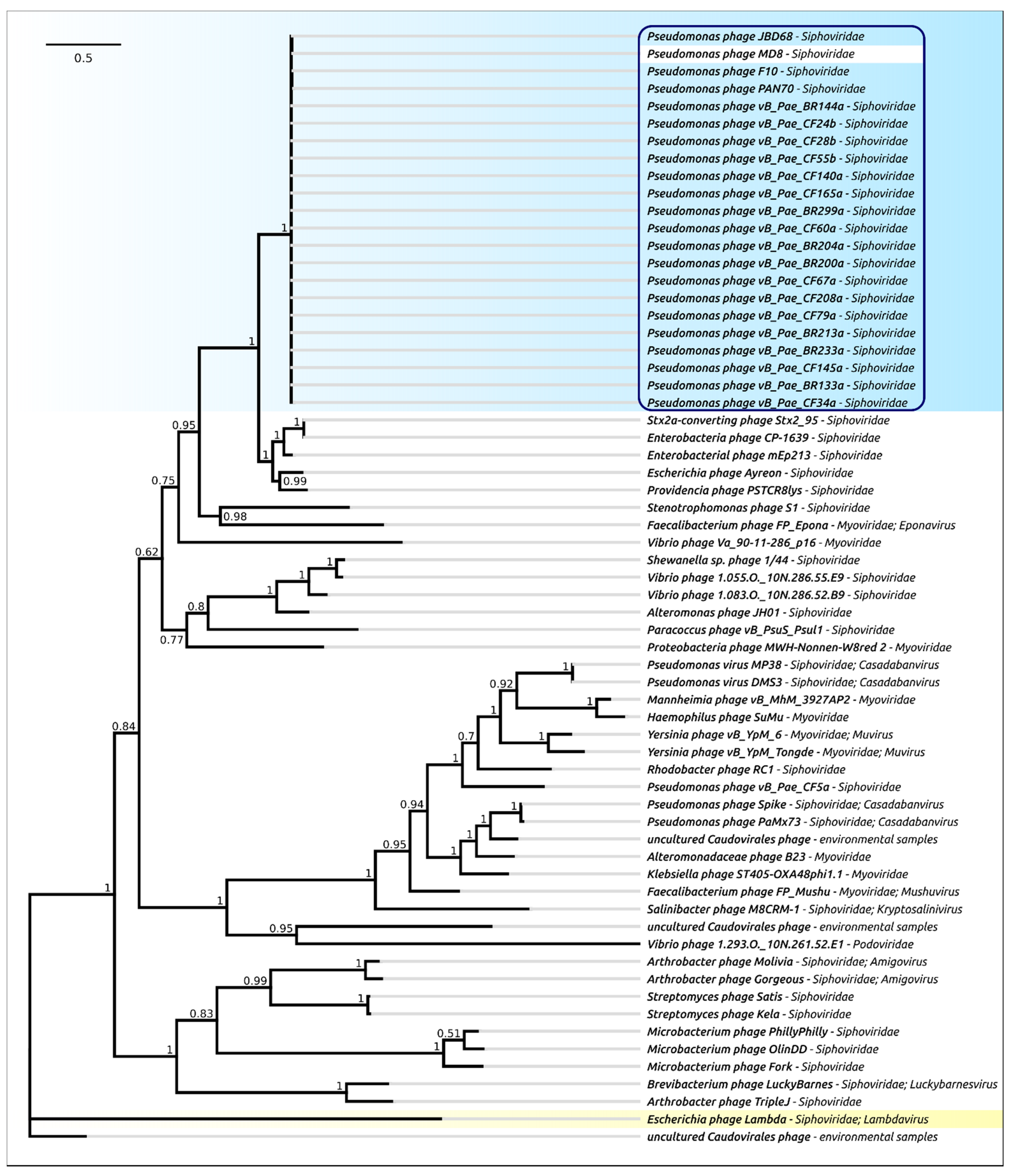 Ijms 22 10350 g008 Ijms 22 10350 g008
