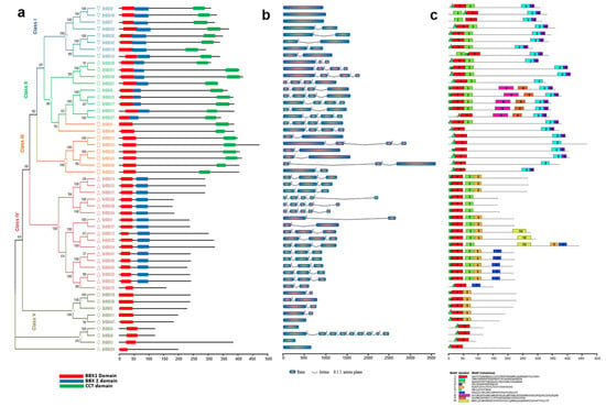 IJMS | Free Full-Text | Genome-Wide Identification, Evolution, And ...