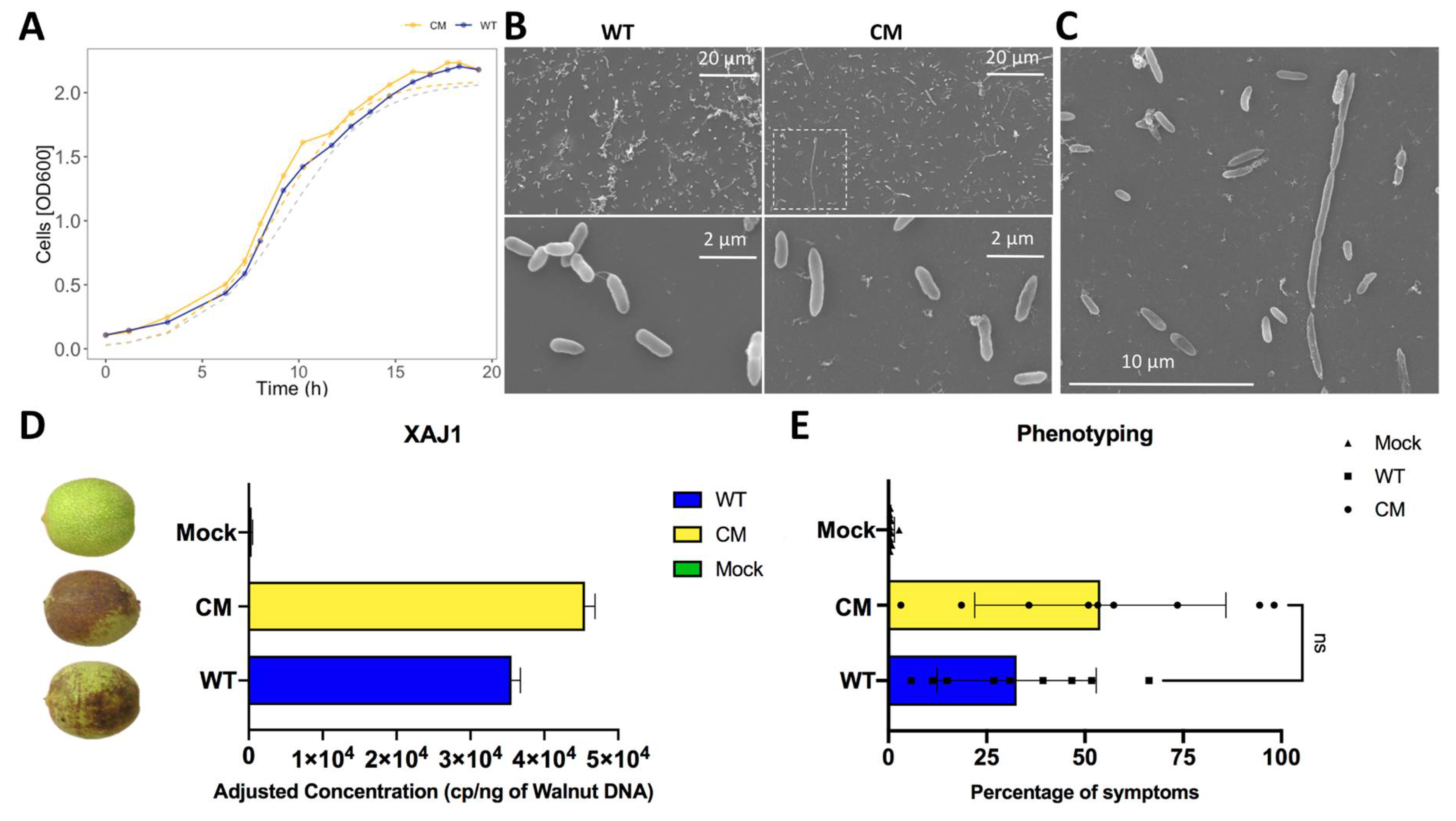 Ijms 22 10374 g002 Ijms 22 10374 g002