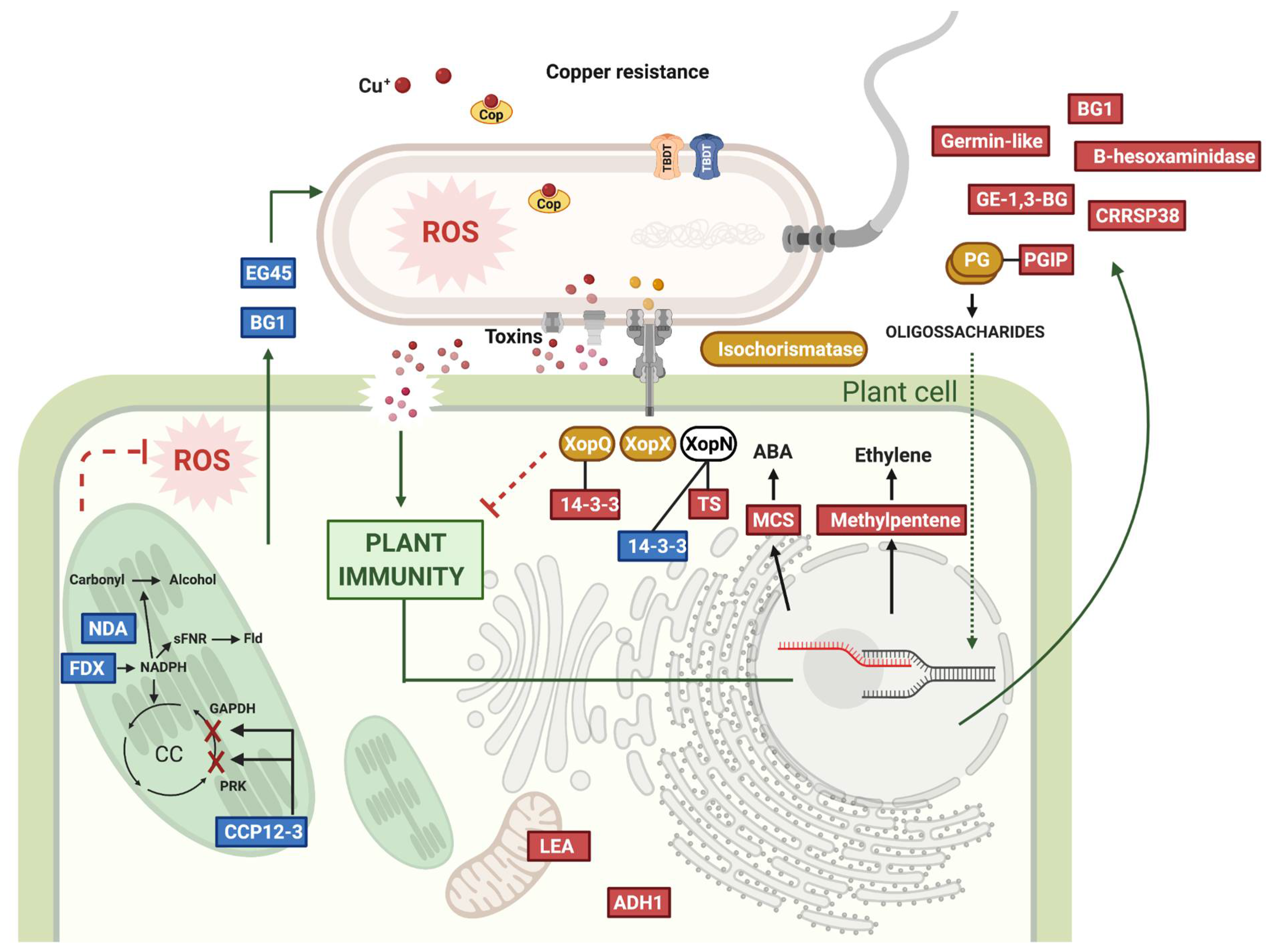 https://www.mdpi.com/ijms/ijms-22-10374/article_deploy/html/images/ijms-22-10374-g004.png