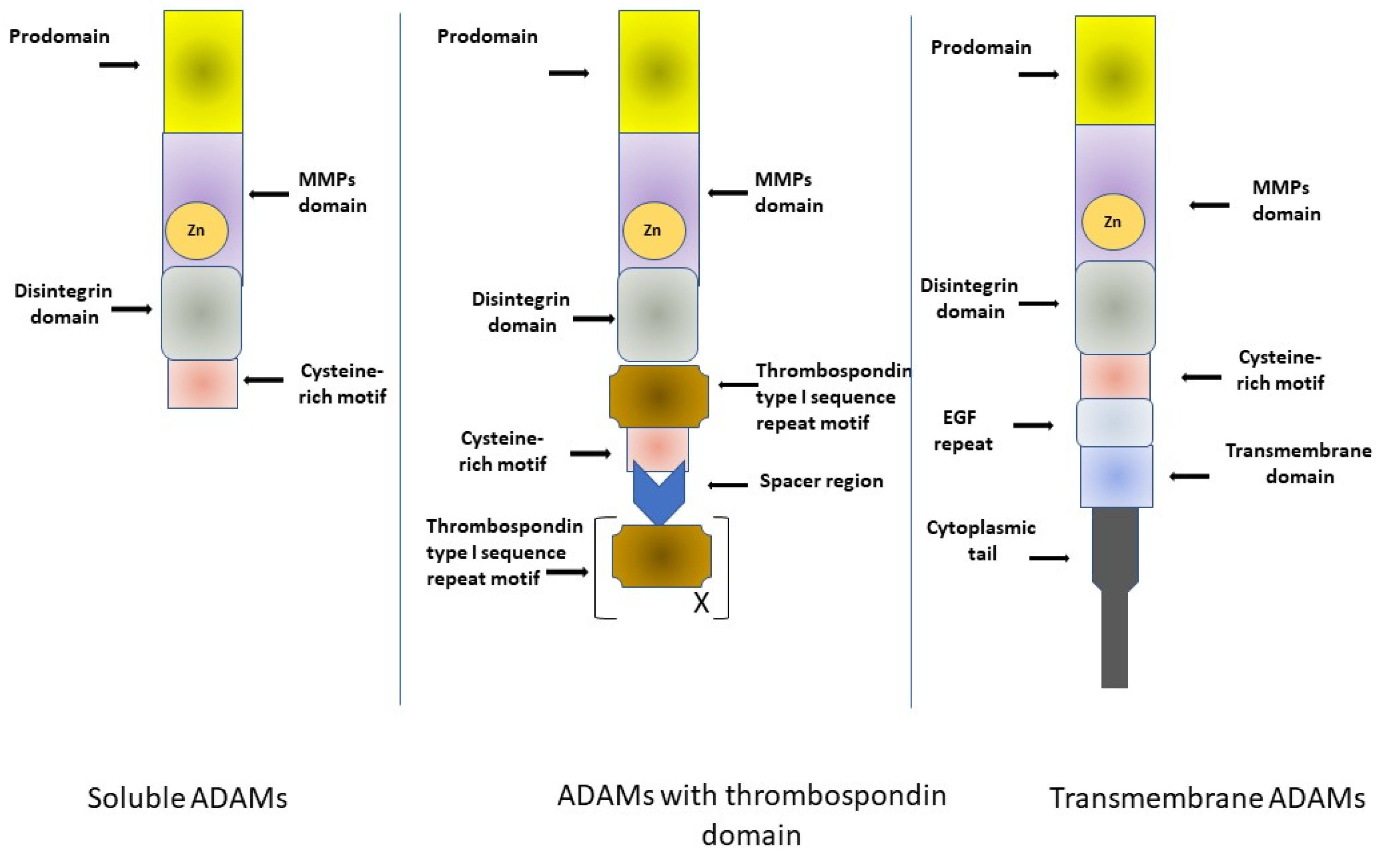 IJMS | Free Full-Text | A Disintegrin and Metalloproteinase (ADAM) Family:  Their Significance in Malignant Tumors of the Central Nervous System (CNS)