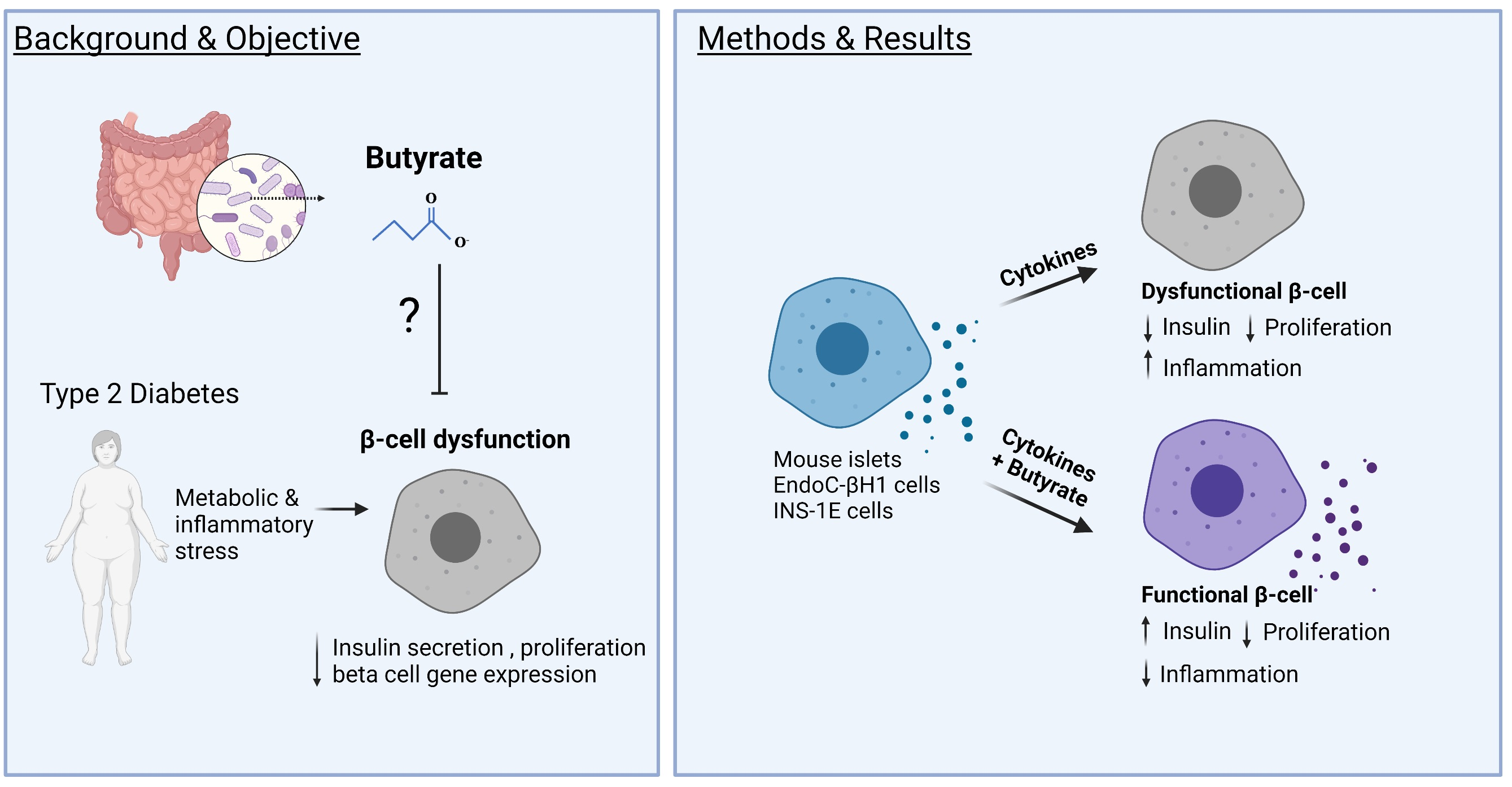 ijms free full text butyrate protects pancreatic beta cells from cytokine induced dysfunction html