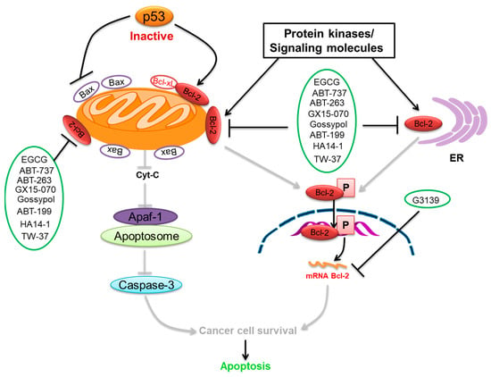 A. In cancer cells, excessive production of BCL-2 sequesters and