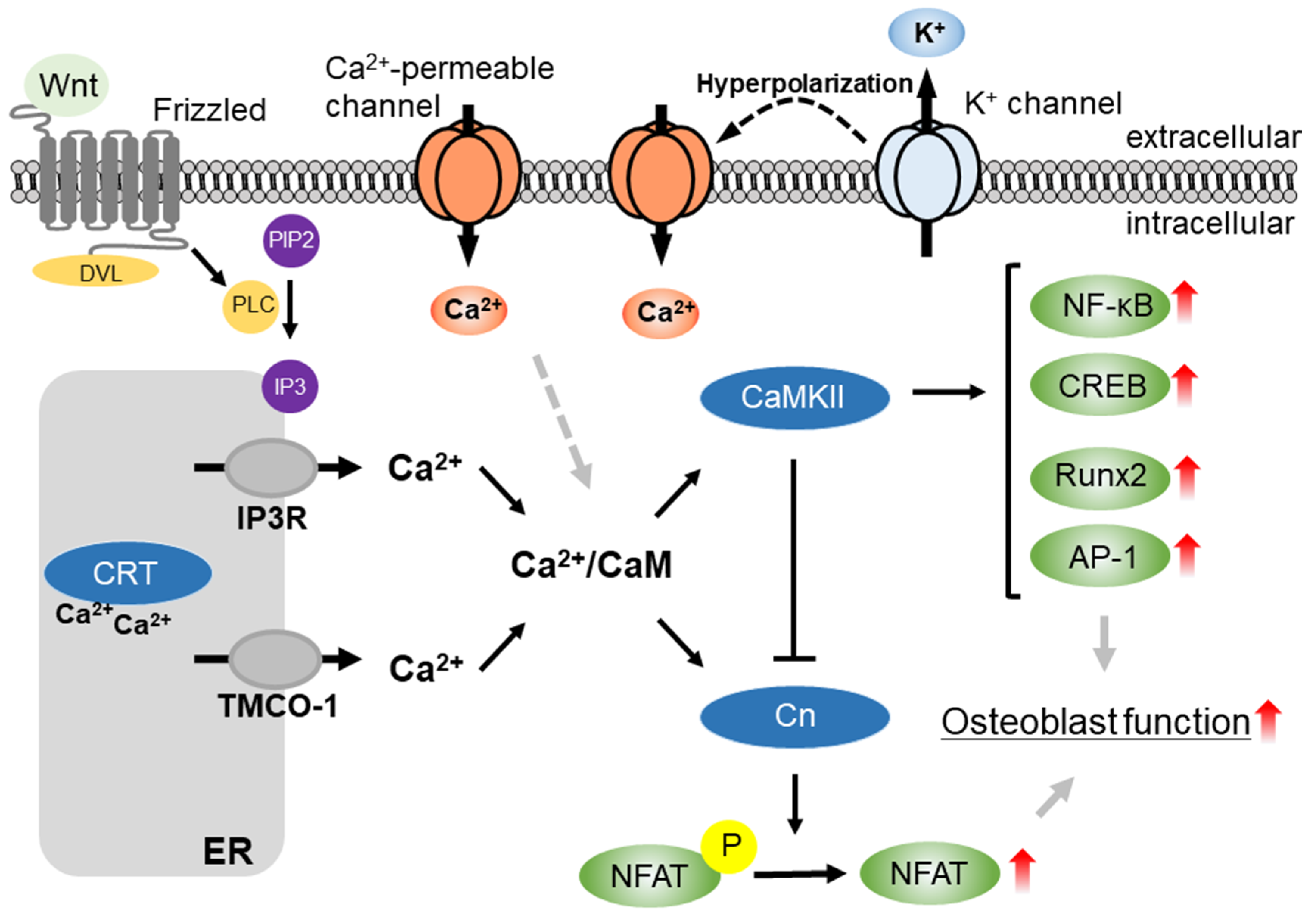 IJMS | Free Full-Text | Role of K+ and Ca2+-Permeable Channels in  Osteoblast Functions | HTML