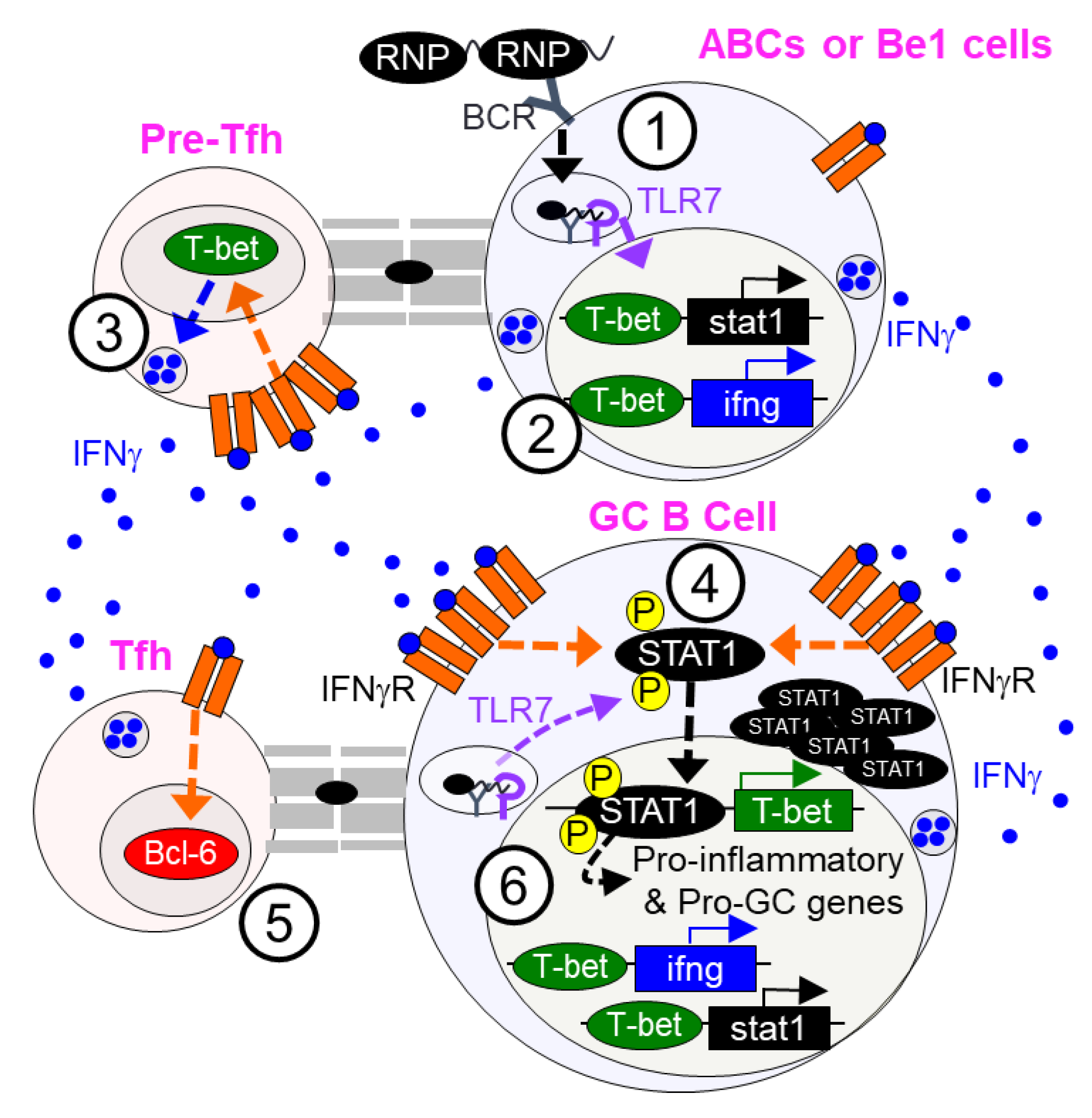 IJMS | Free Full-Text | Regulation Of B Cell Responses In SLE By Three ...